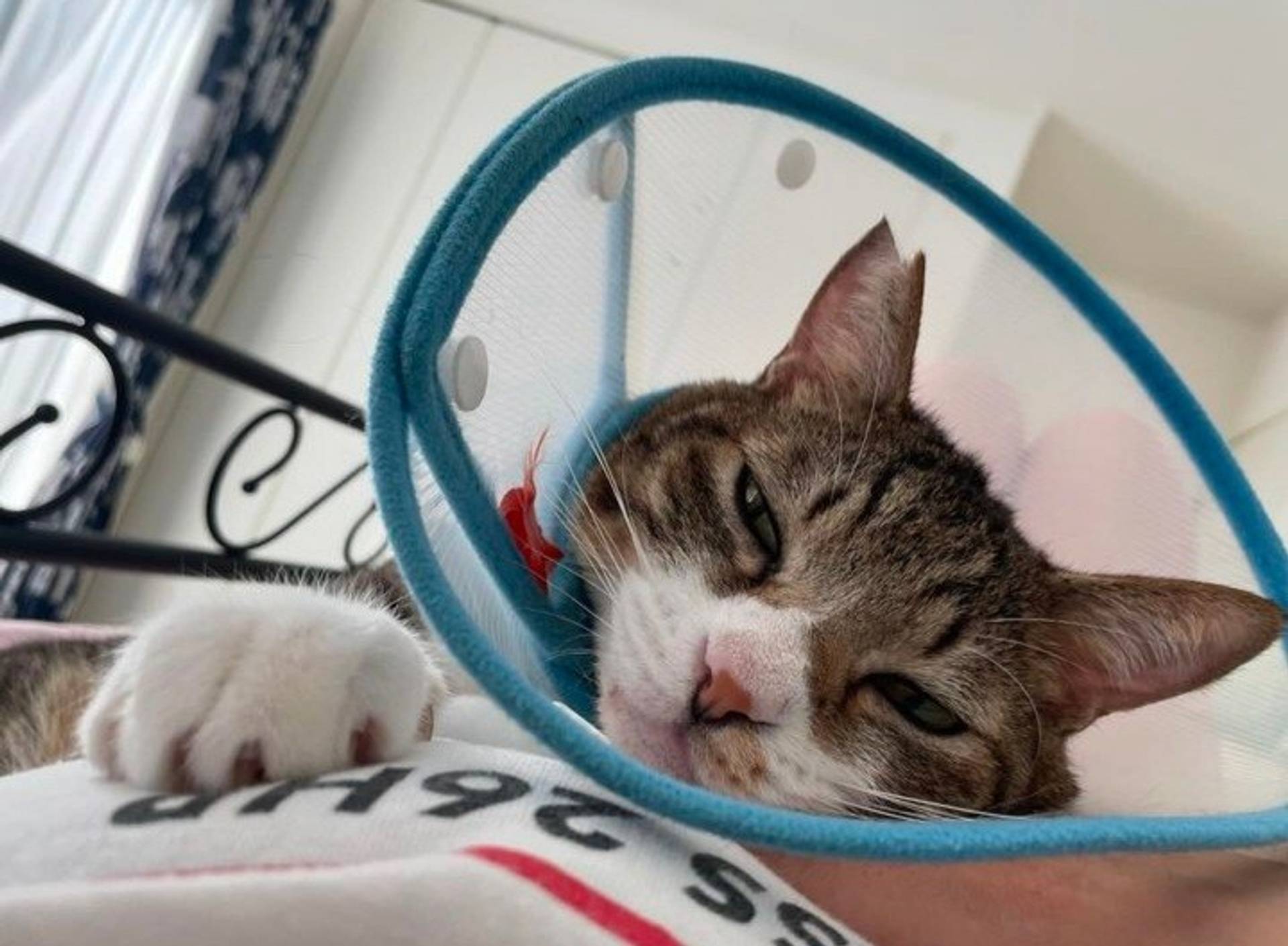 雑種（ミックス猫）・オスの里親募集の写真