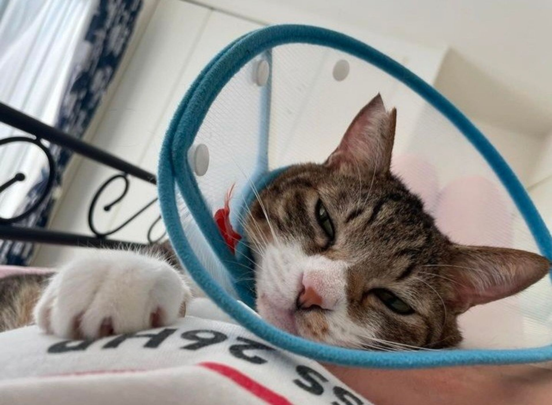 雑種（ミックス猫）・オスの里親募集の写真