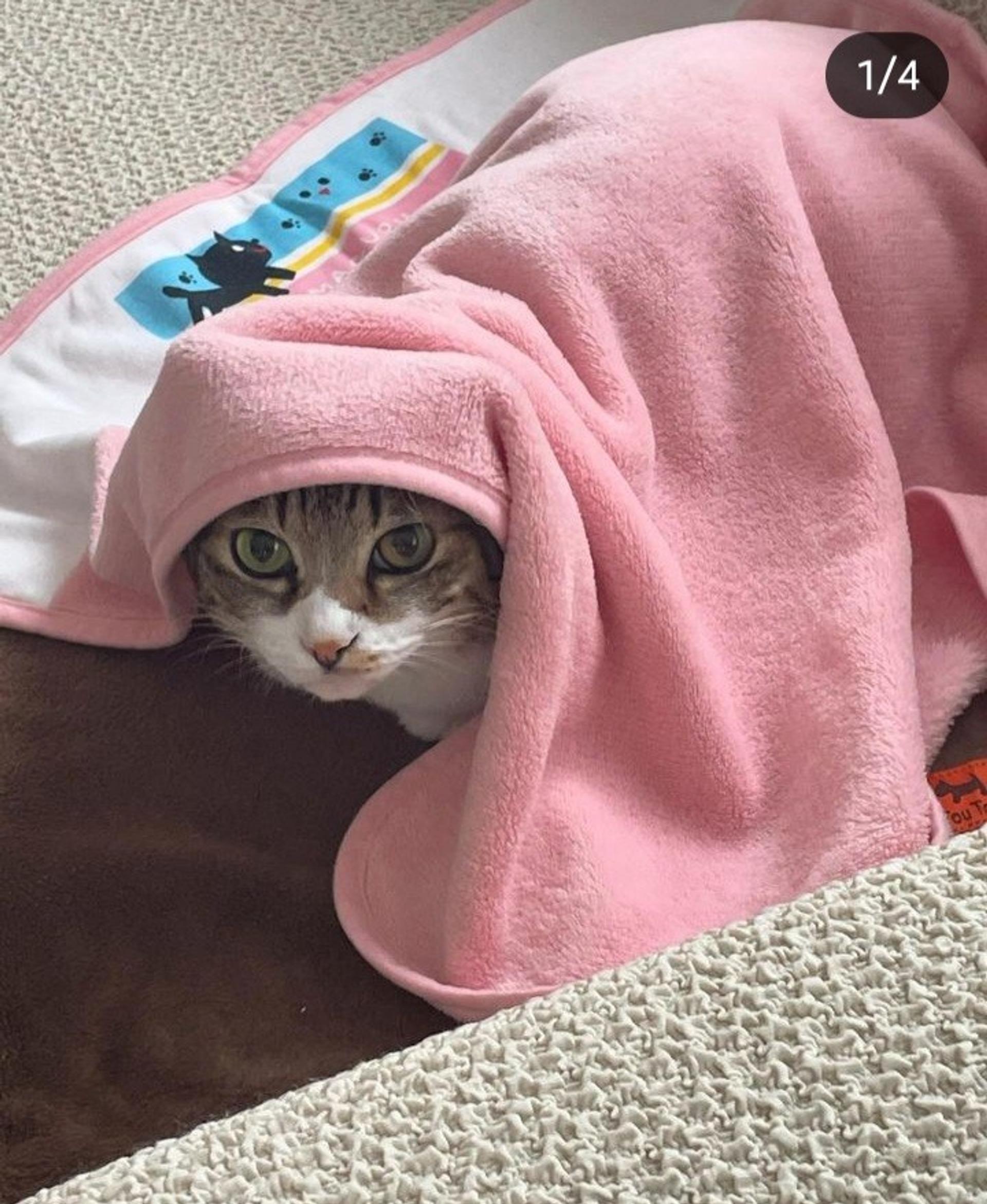 pet-image-3