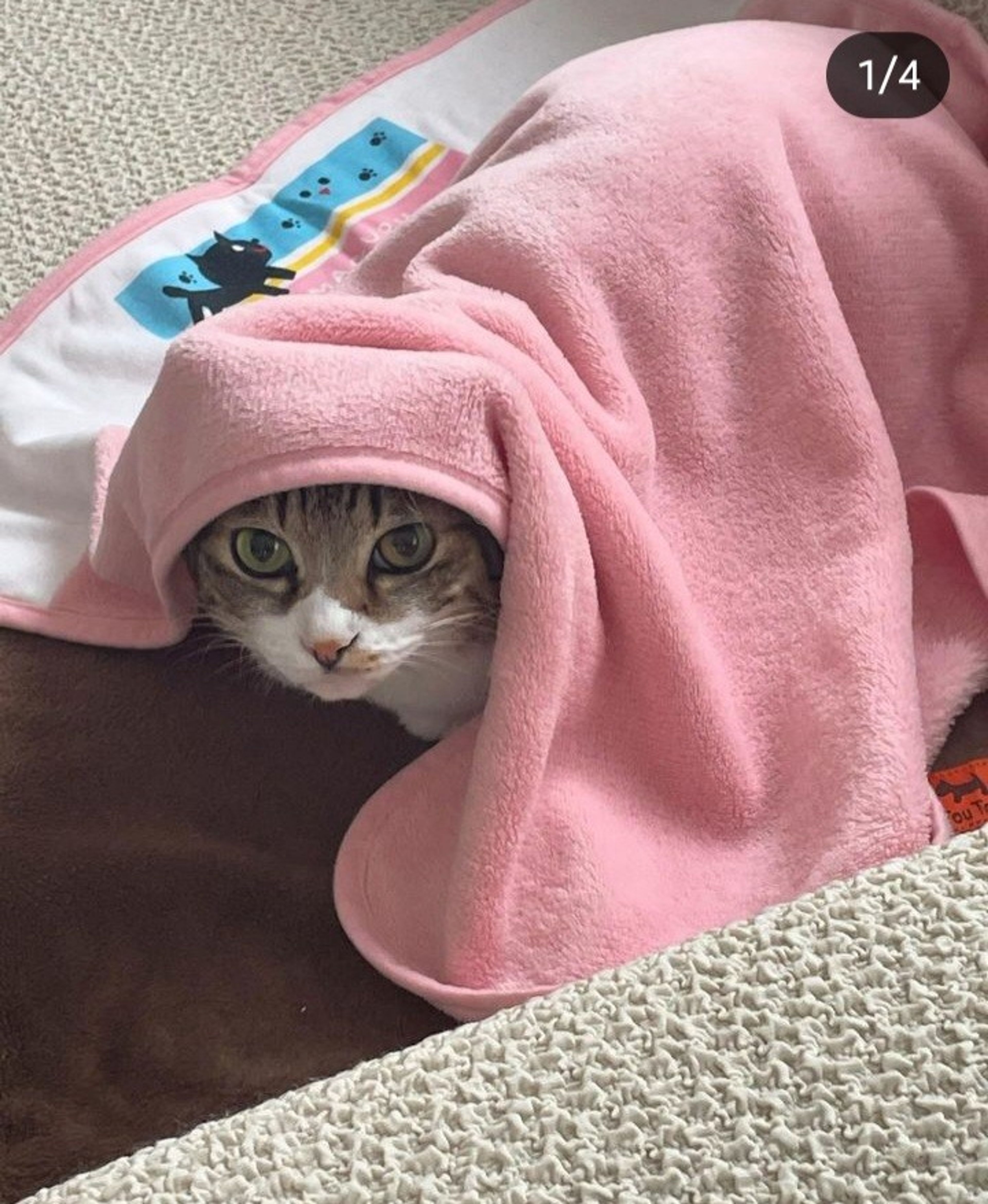 pet-image-3