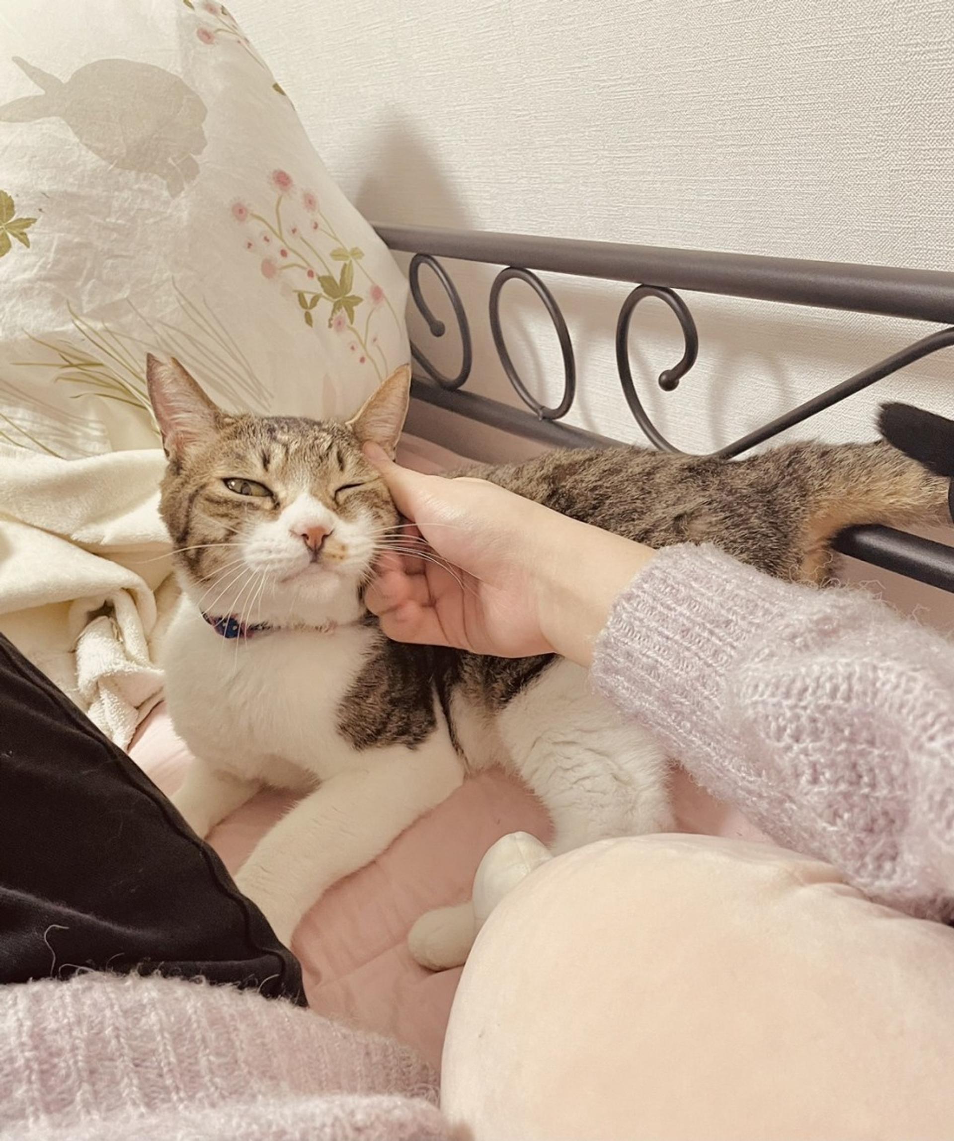 pet-image-8