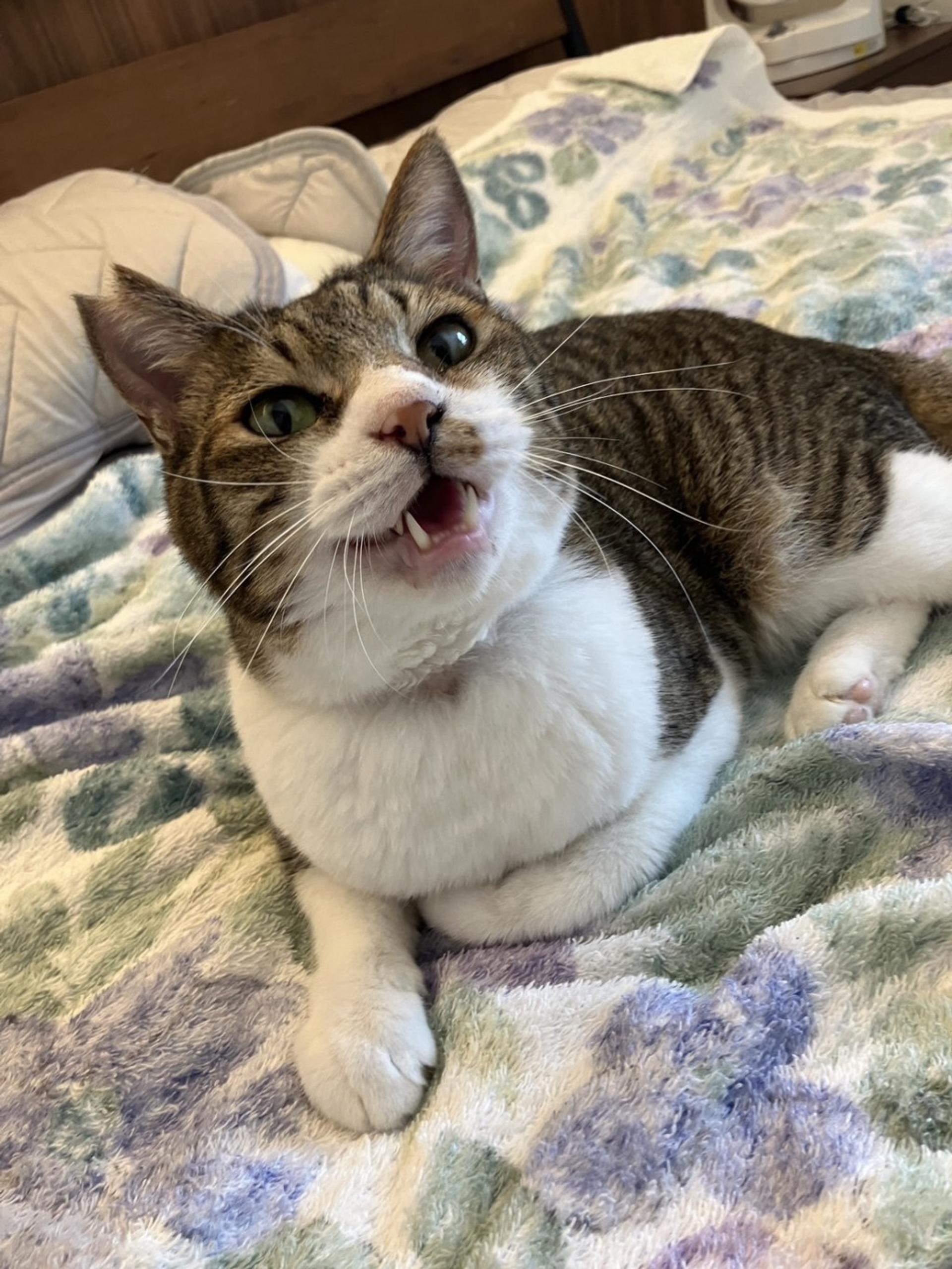 pet-image-9