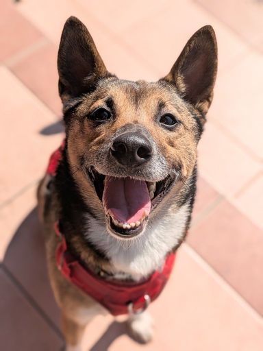 雑種（ミックス犬）・オスの里親募集の写真