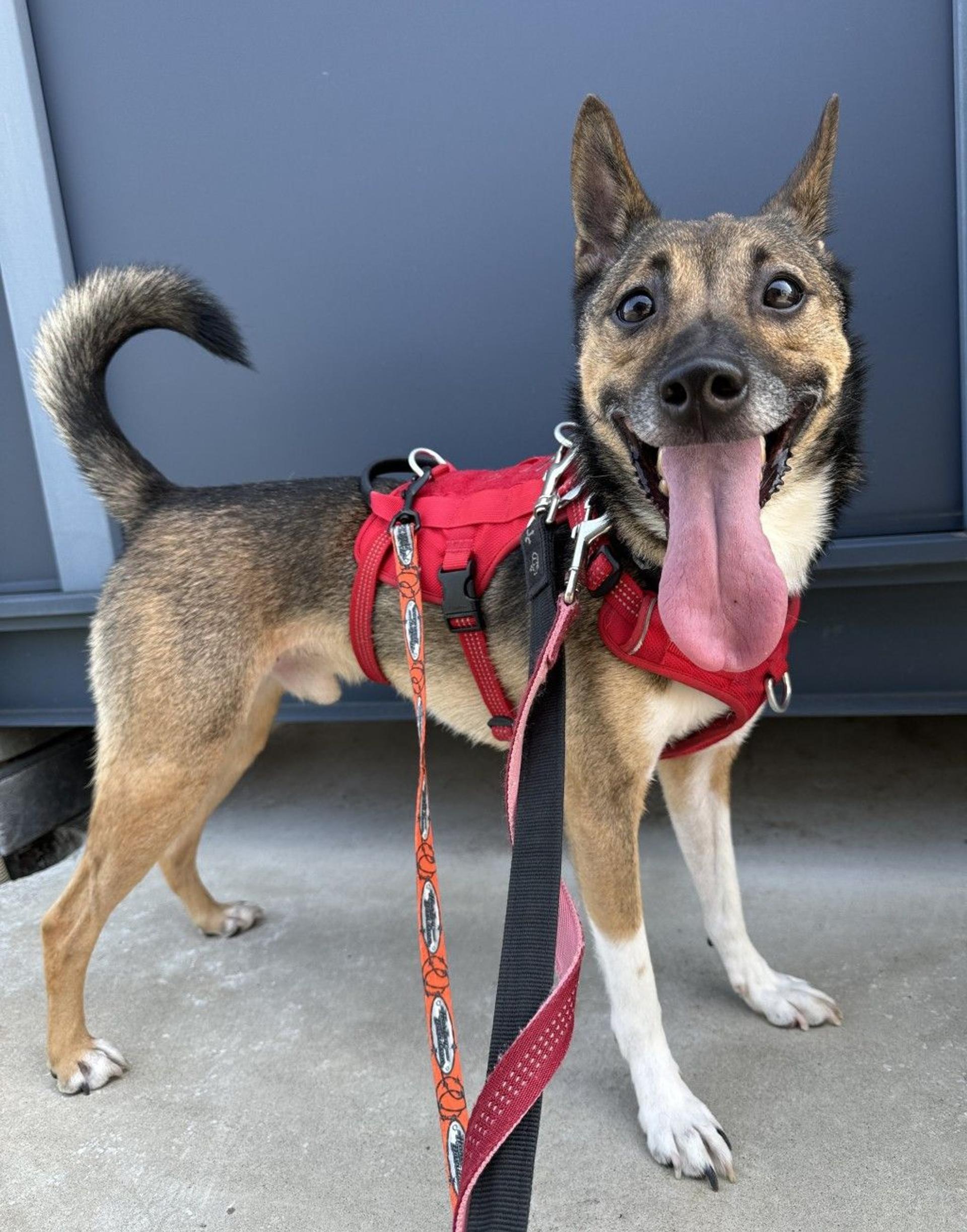 pet-image-3