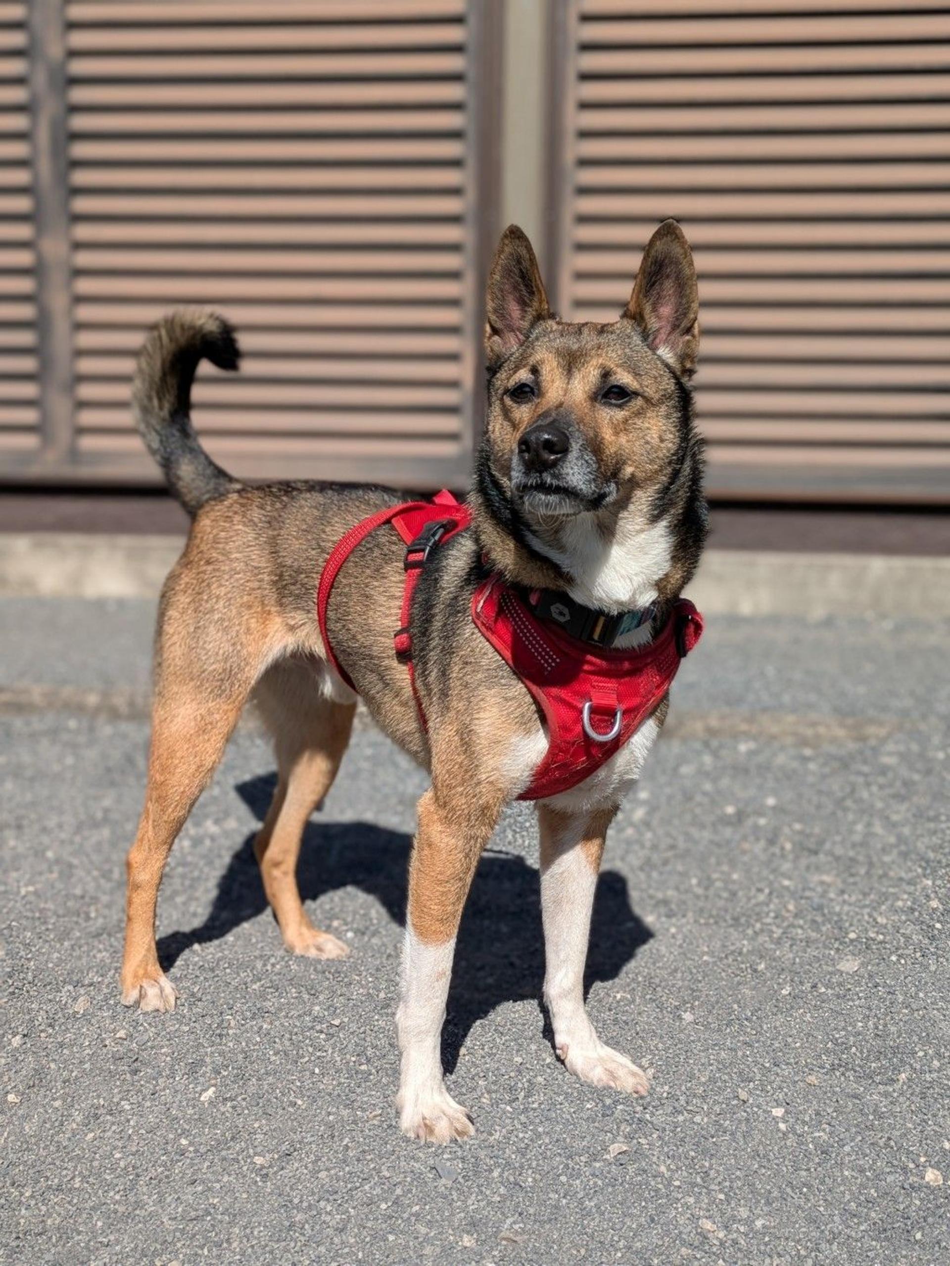 pet-image-4