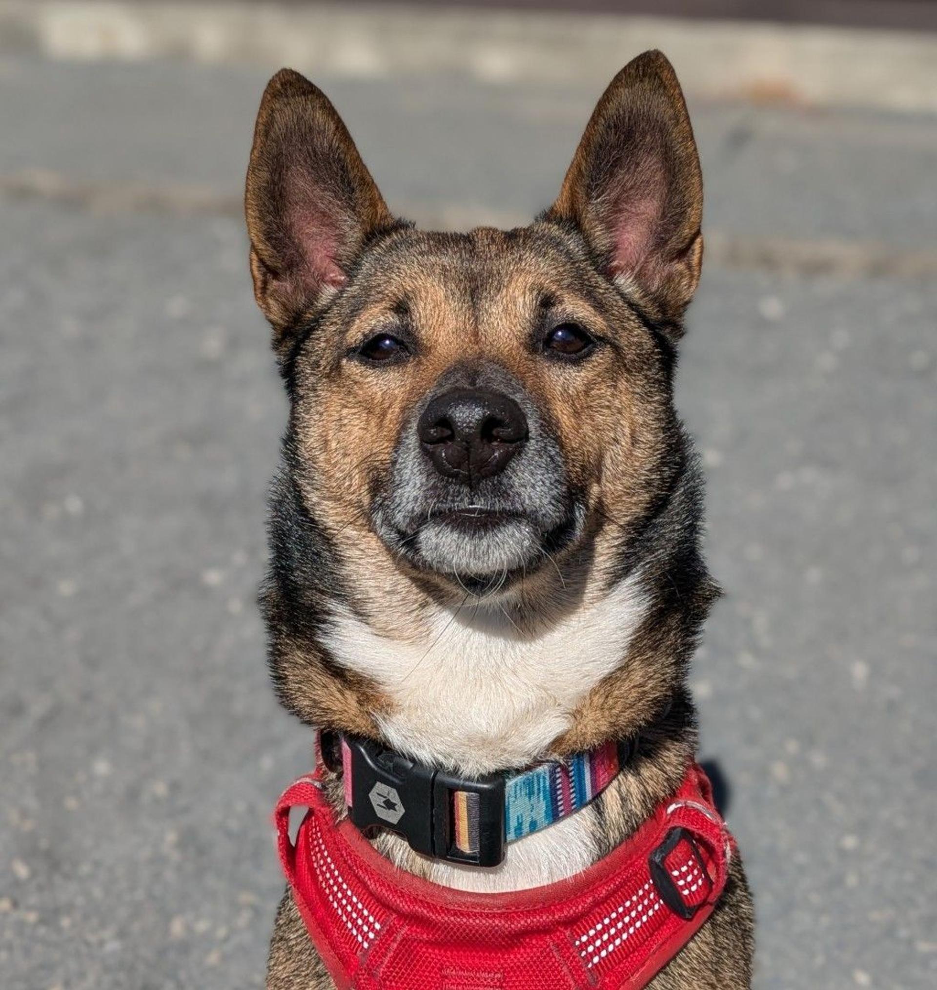 pet-image-8