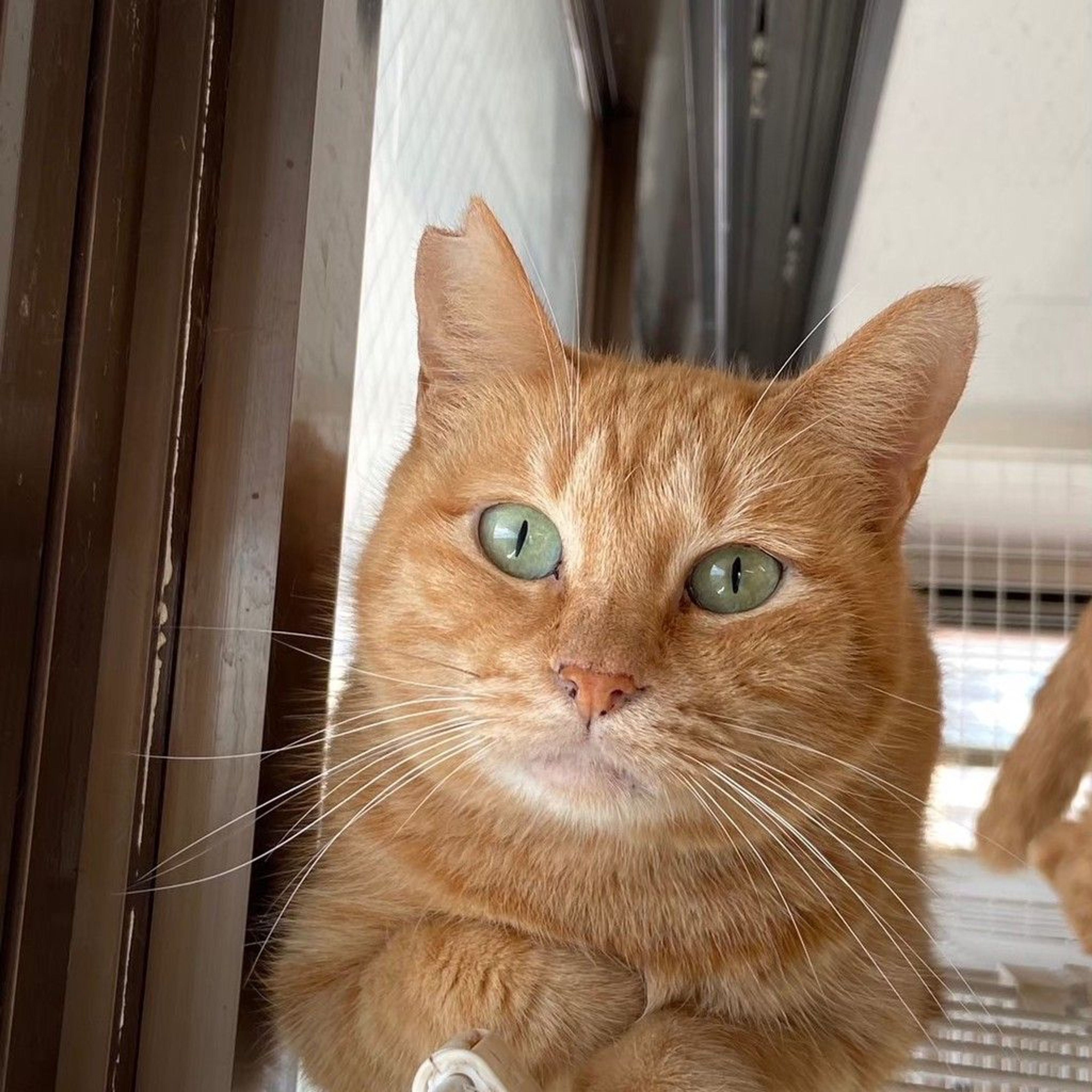 雑種（ミックス猫）・メスの里親募集の写真