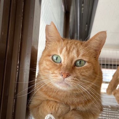 雑種（ミックス猫）・メスの里親募集の写真