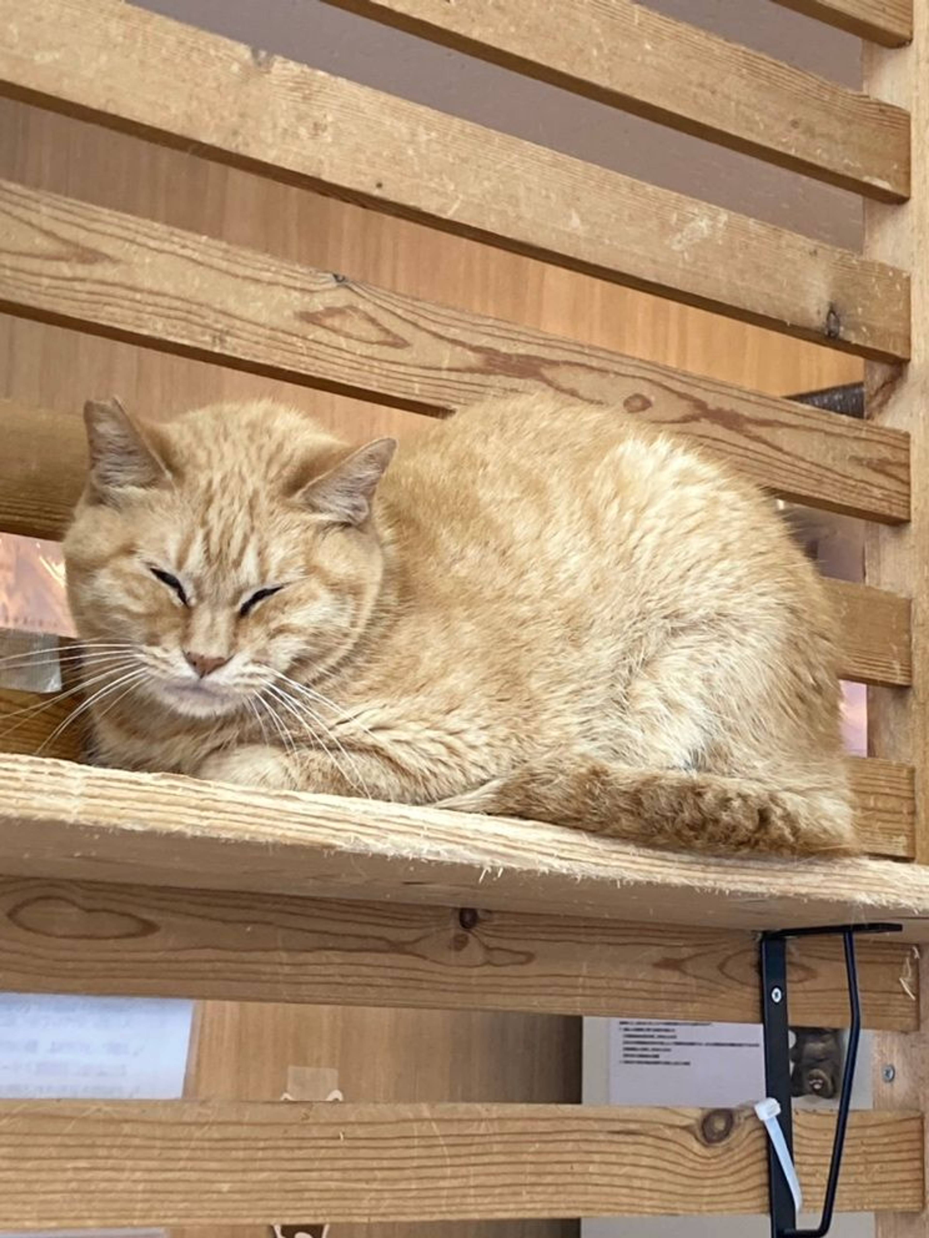 雑種（ミックス猫）・メスの里親募集の写真