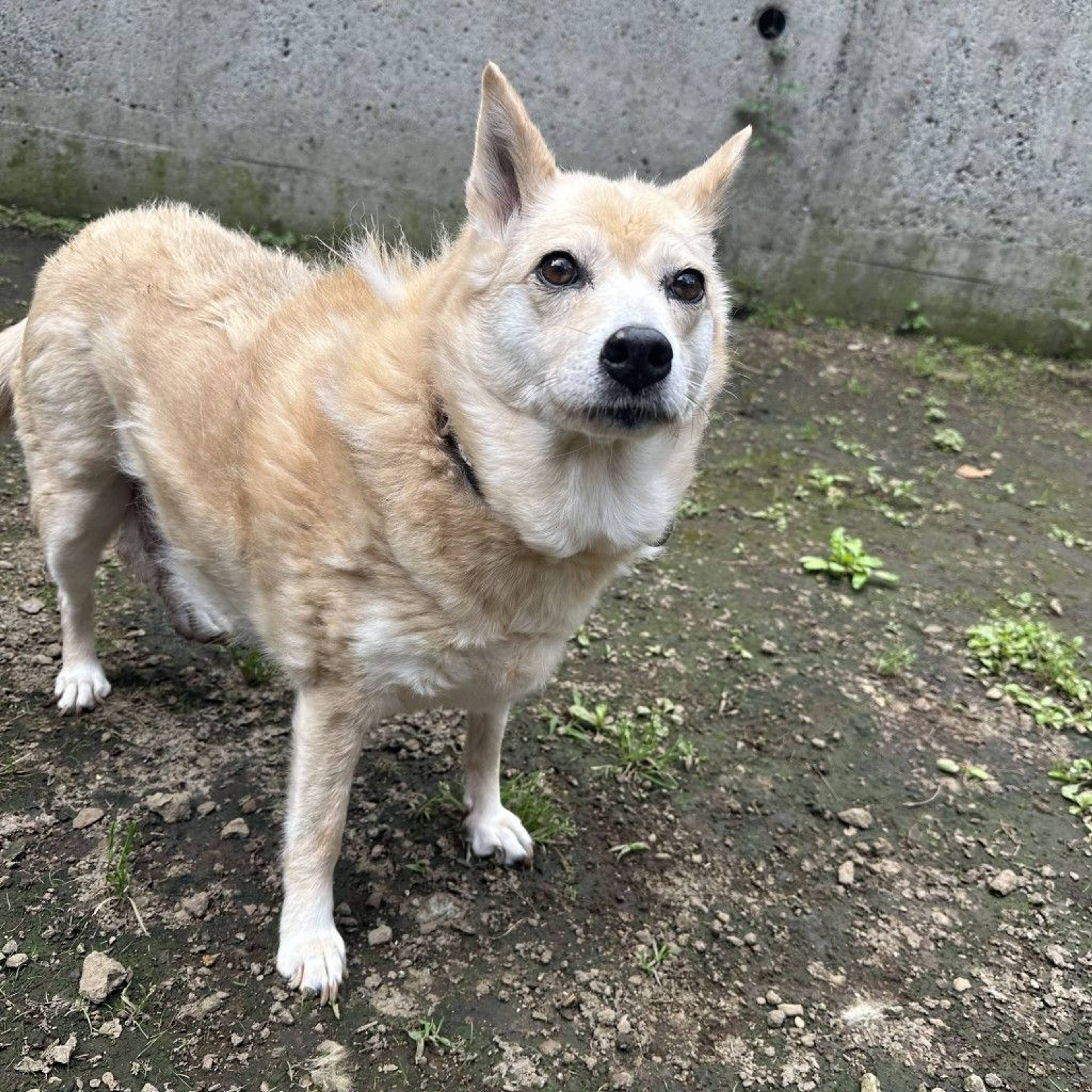 雑種（ミックス犬）・メスの里親募集の写真