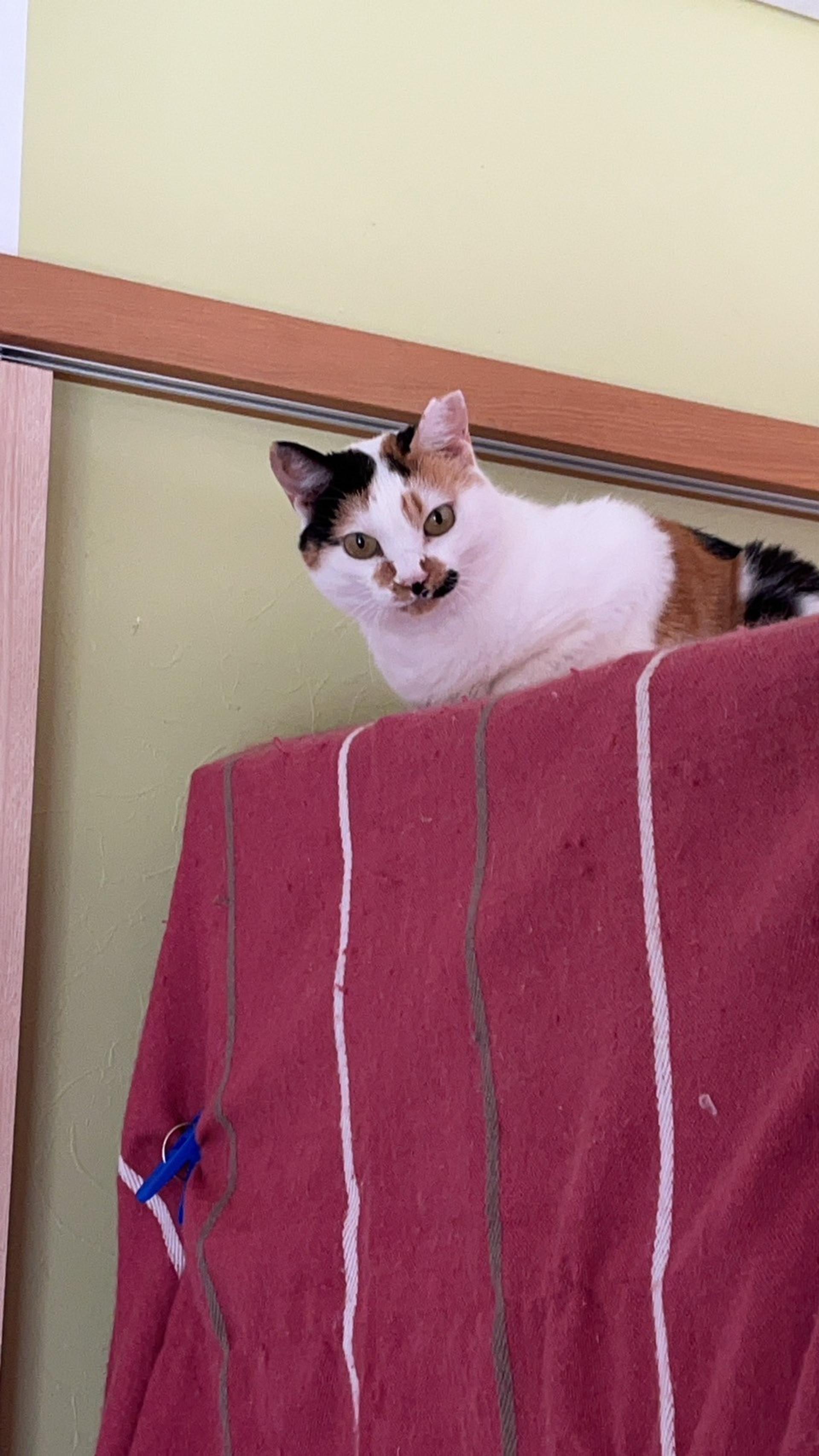 pet-image-6