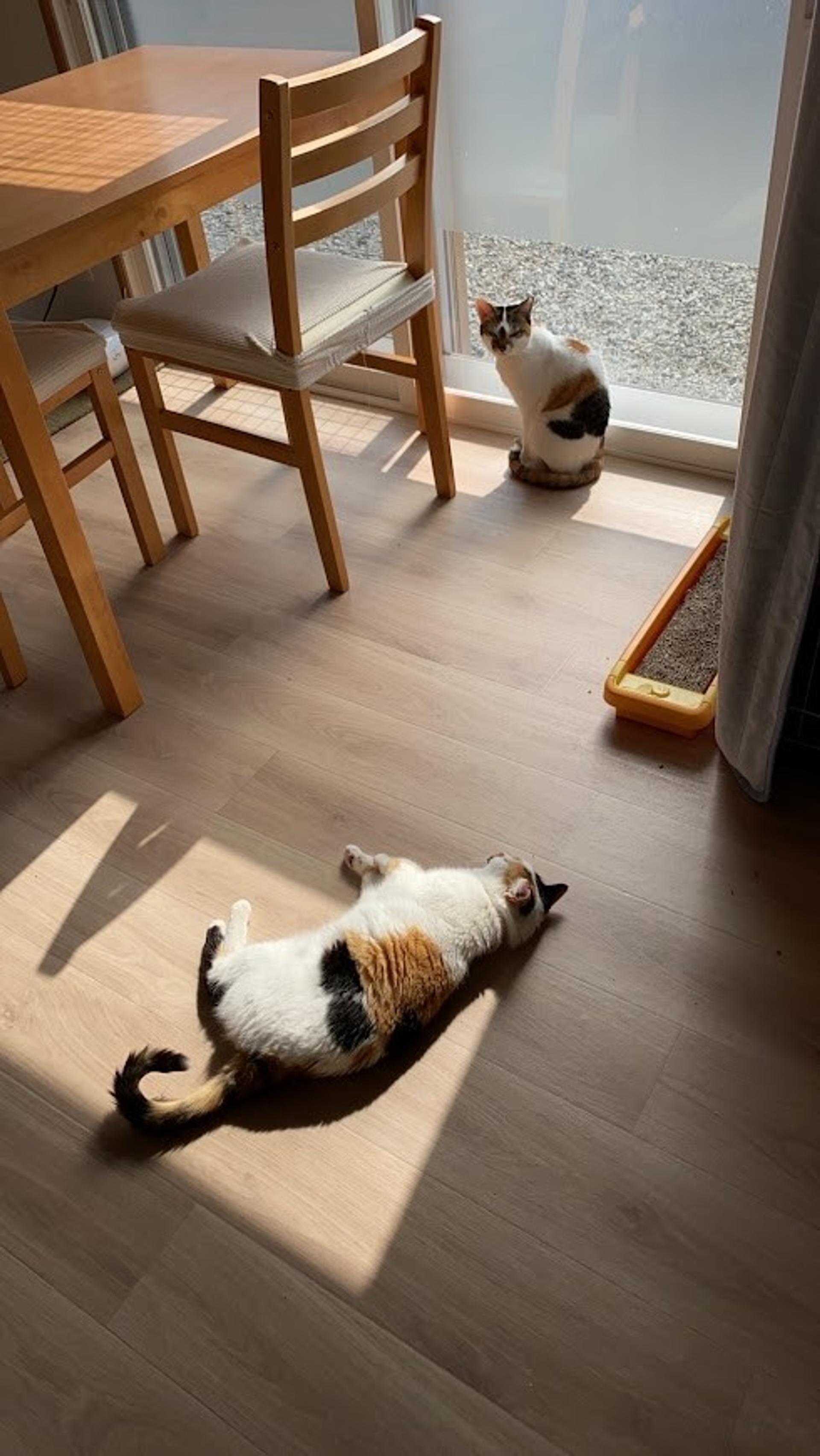 pet-image-7
