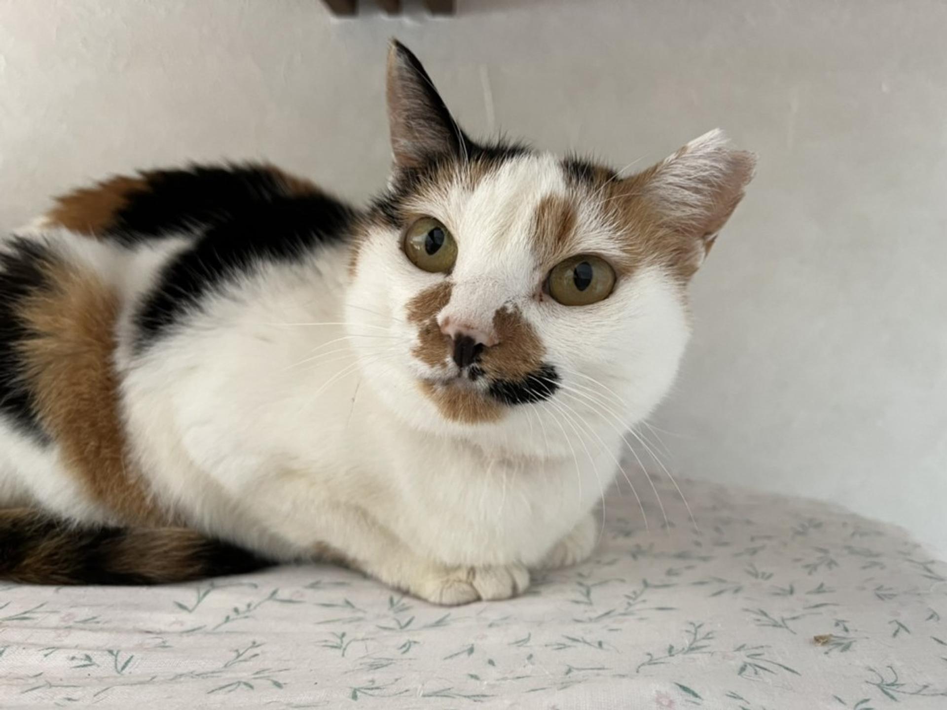 pet-image-4