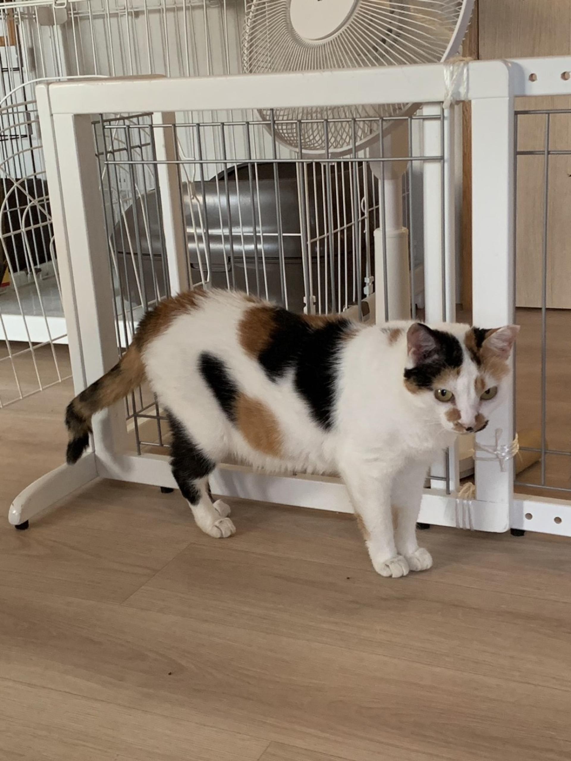 pet-image-5