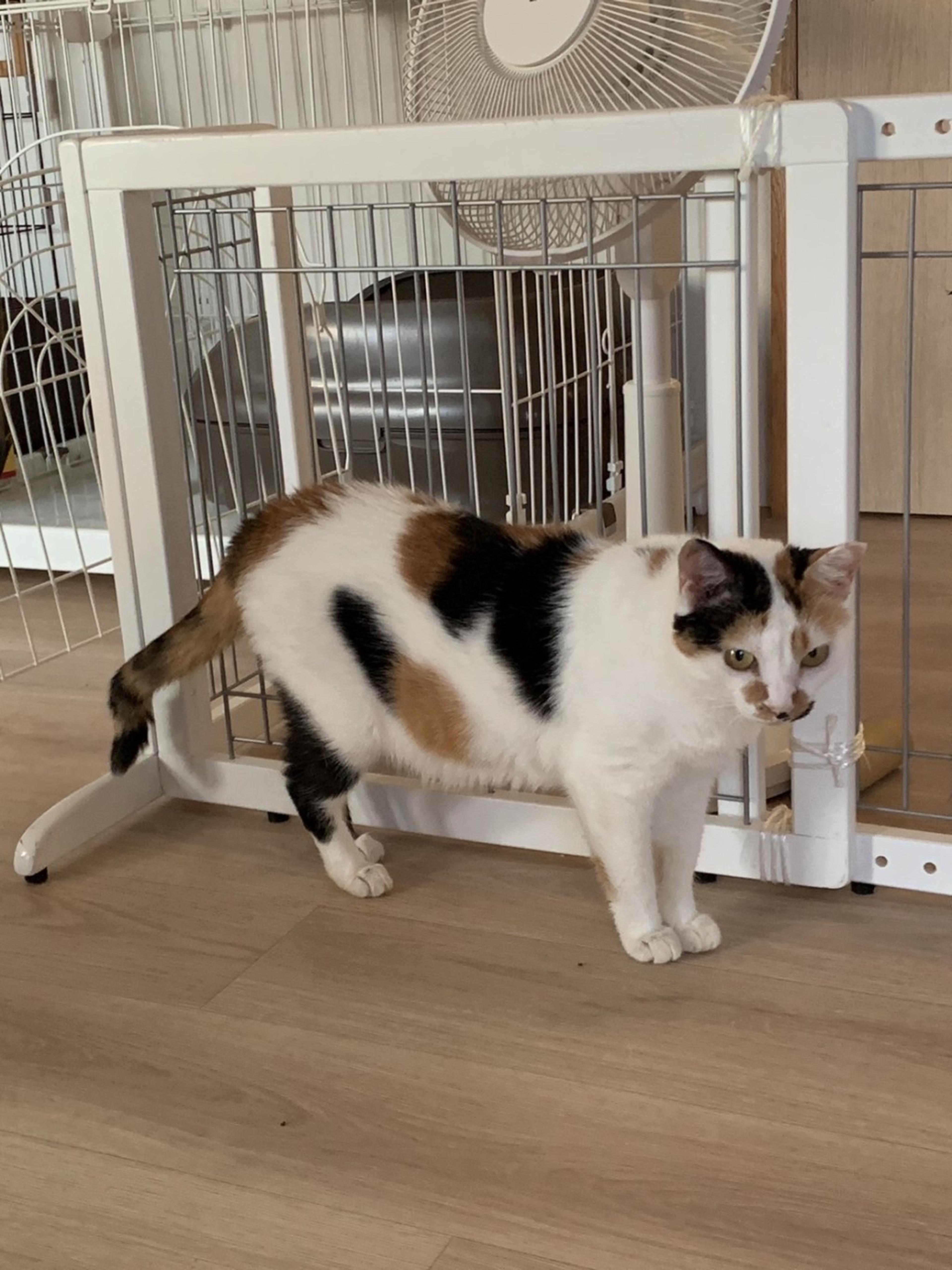 pet-image-5