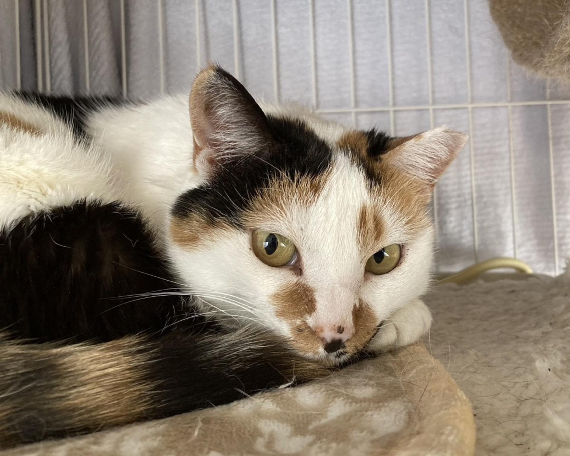 pet-image-2