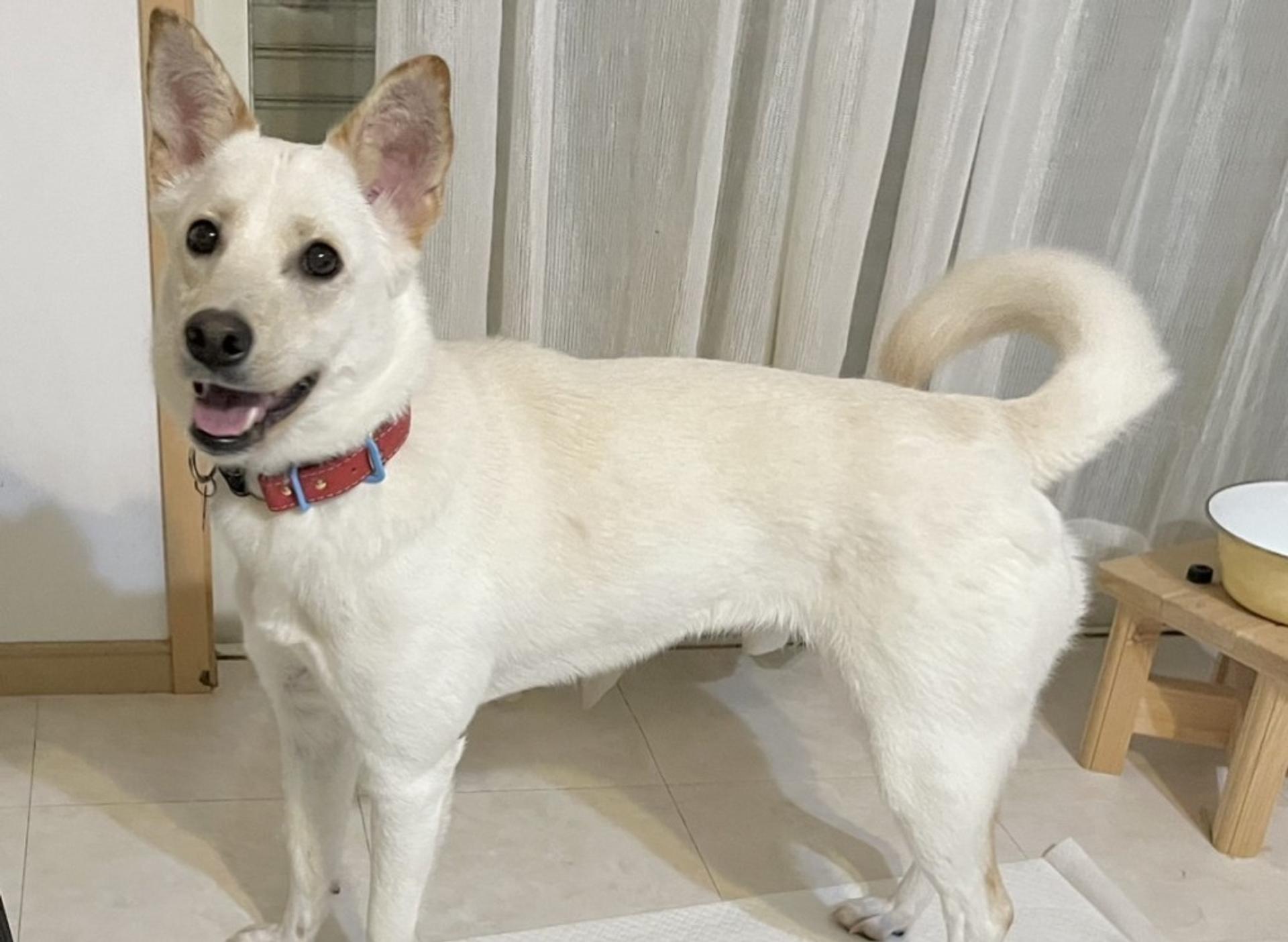 pet-image-6