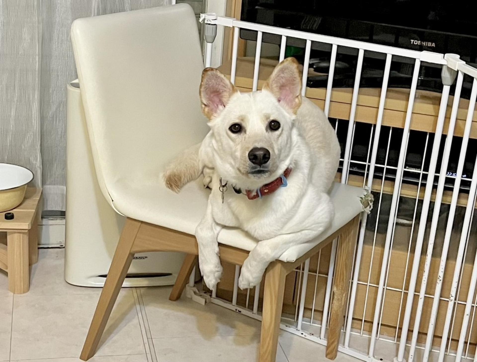 pet-image-7