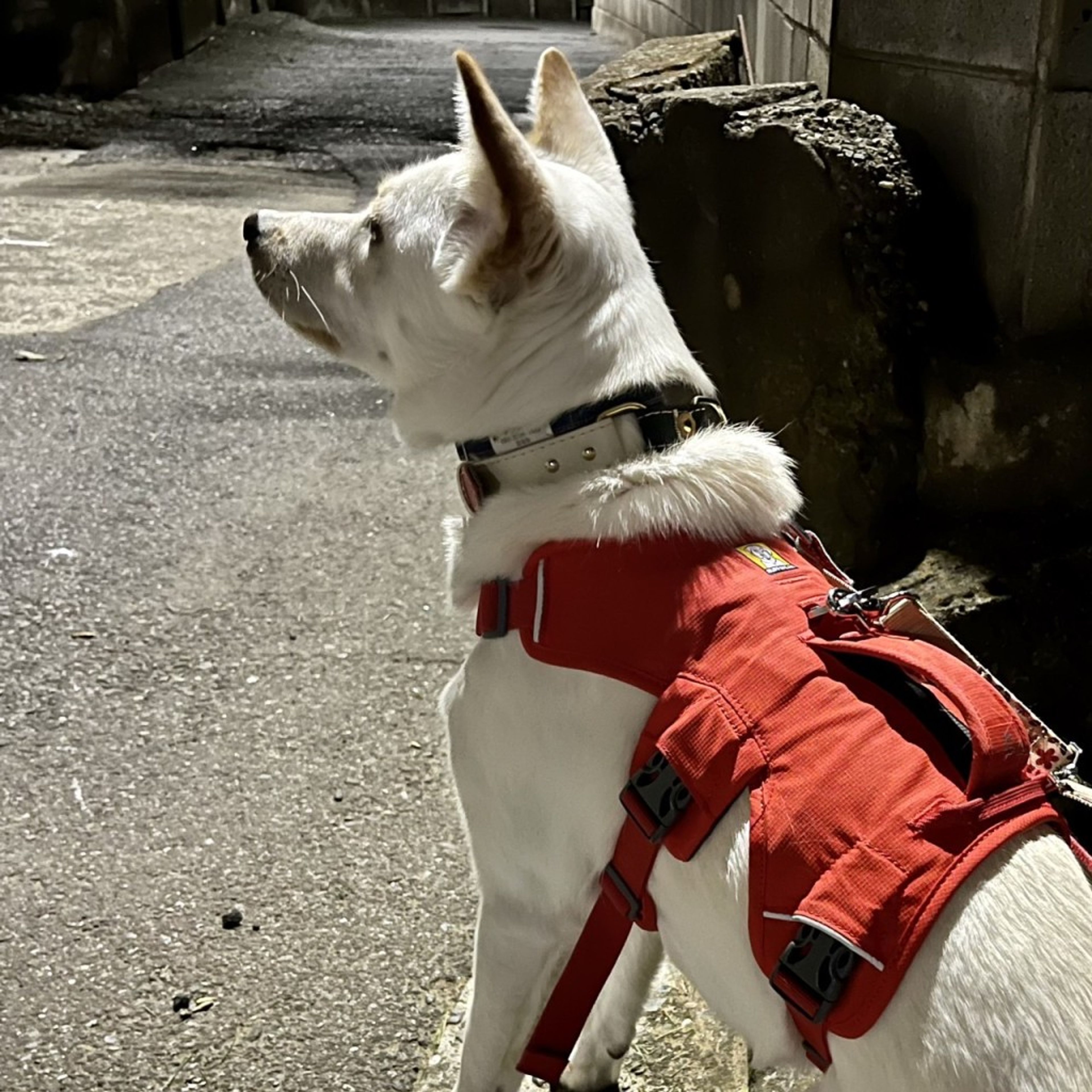 image-7