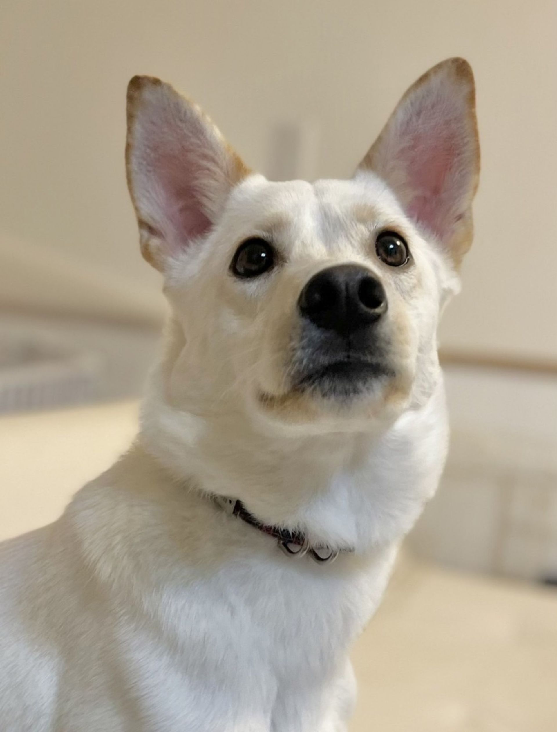 雑種（ミックス犬）・メスの里親募集の写真