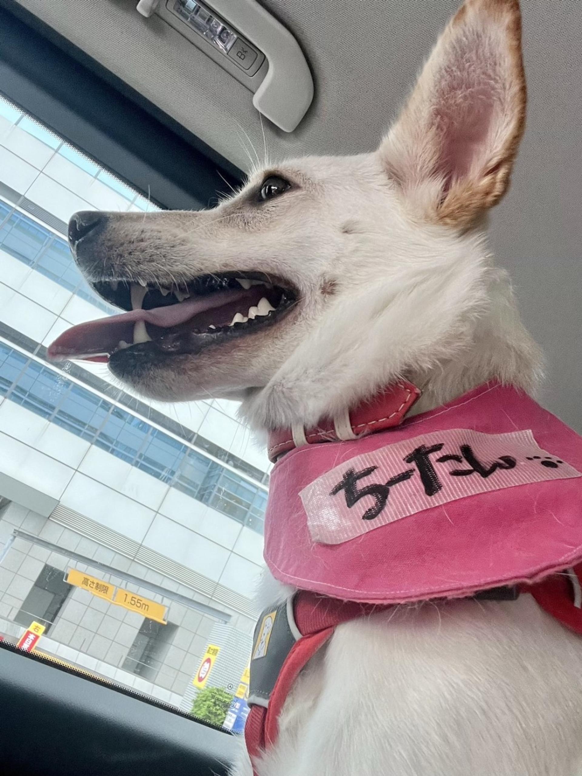pet-image-2