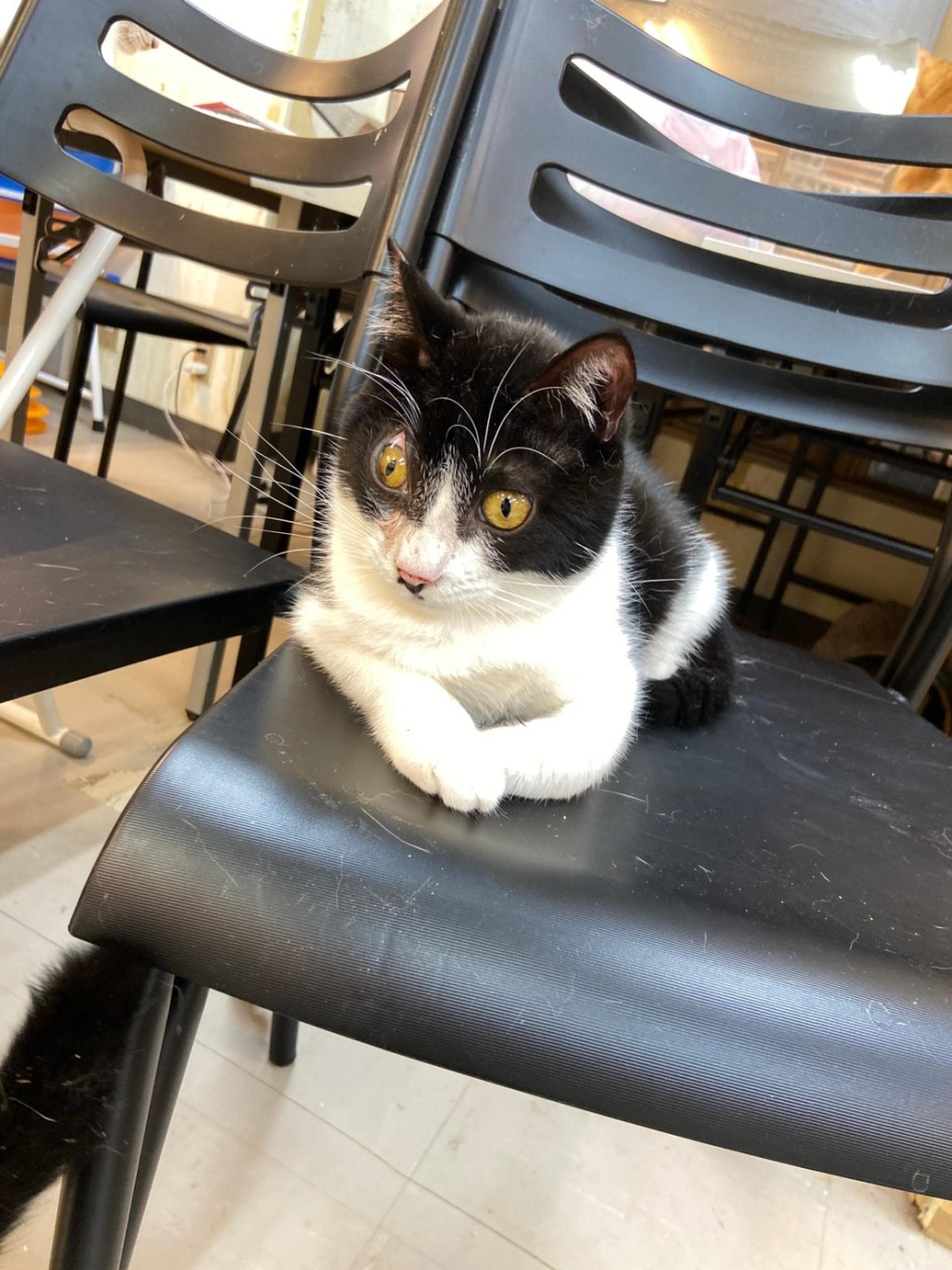 pet-image-5
