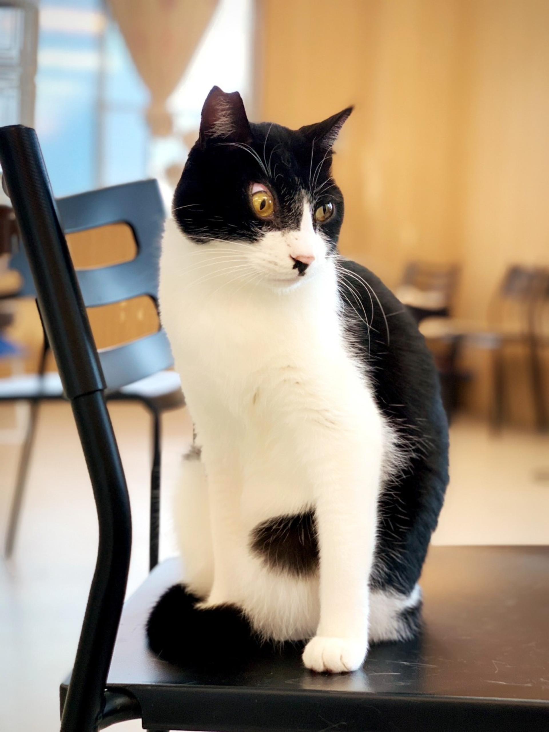 pet-image-7