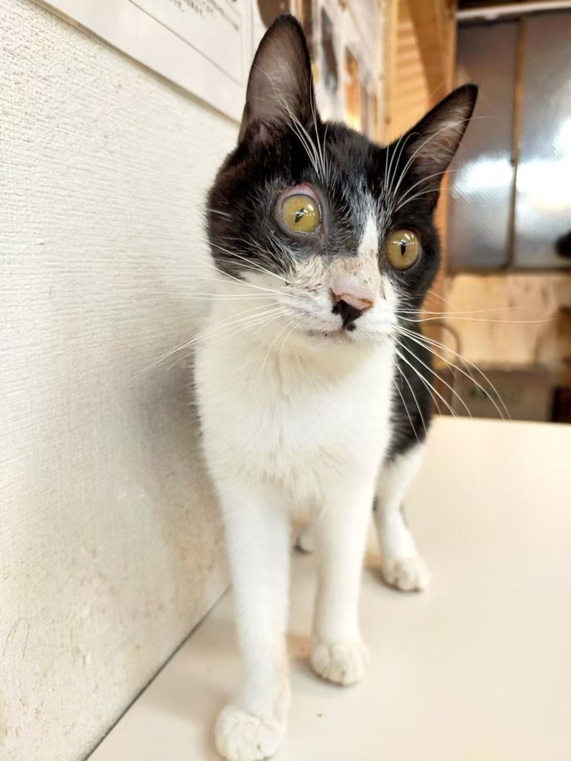 雑種（ミックス猫）・オスの里親募集の写真