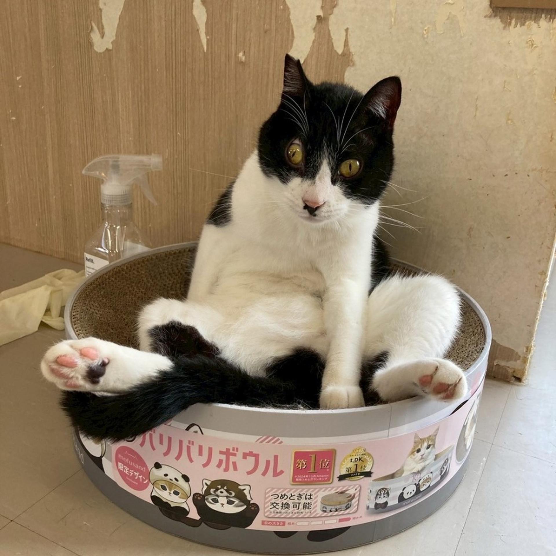 pet-image-2