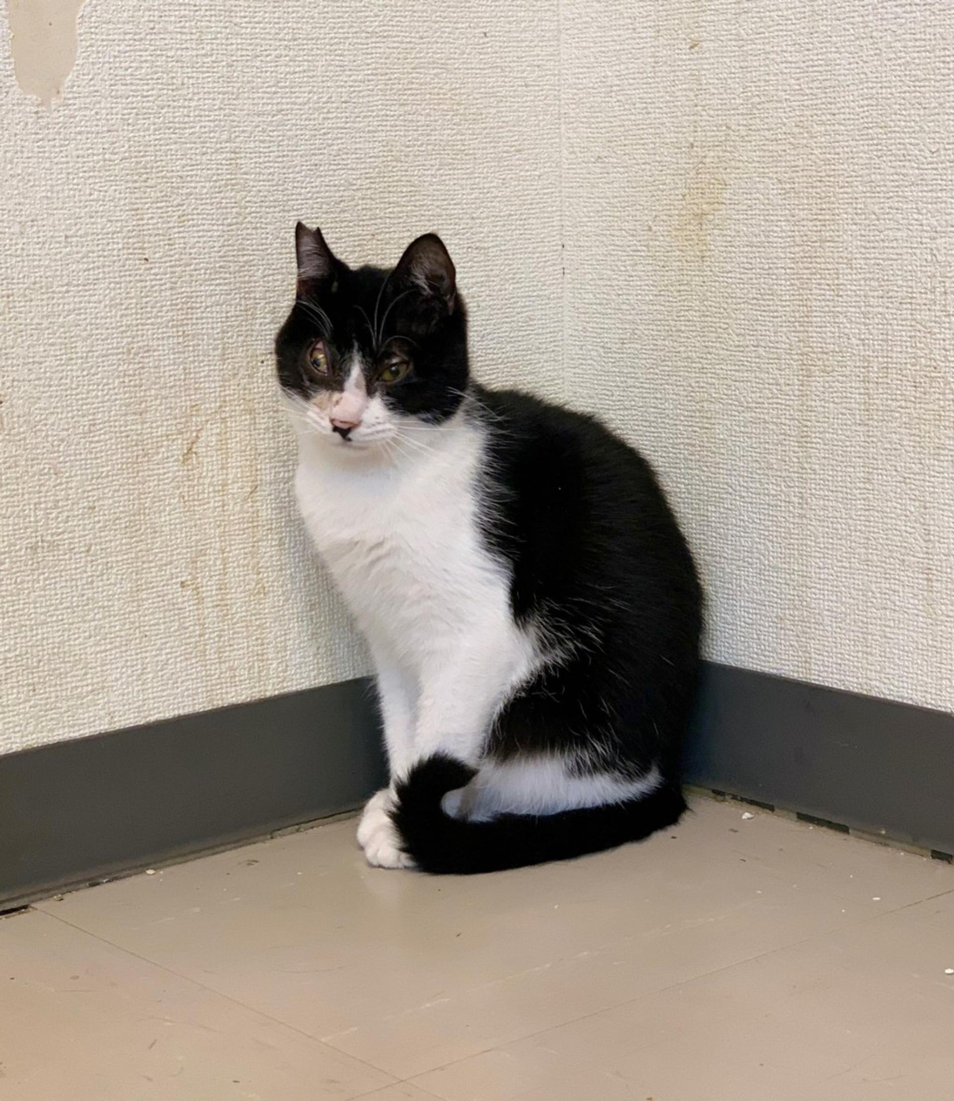 pet-image-9