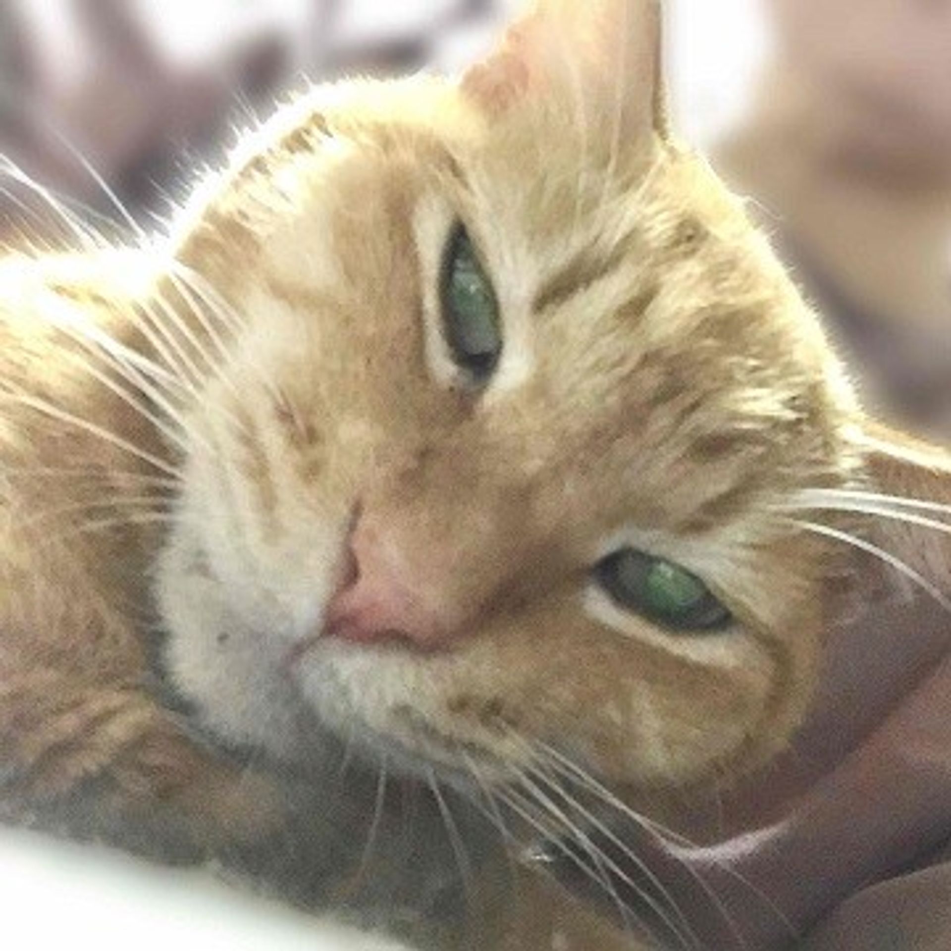 雑種（ミックス猫）・オスの里親募集の写真