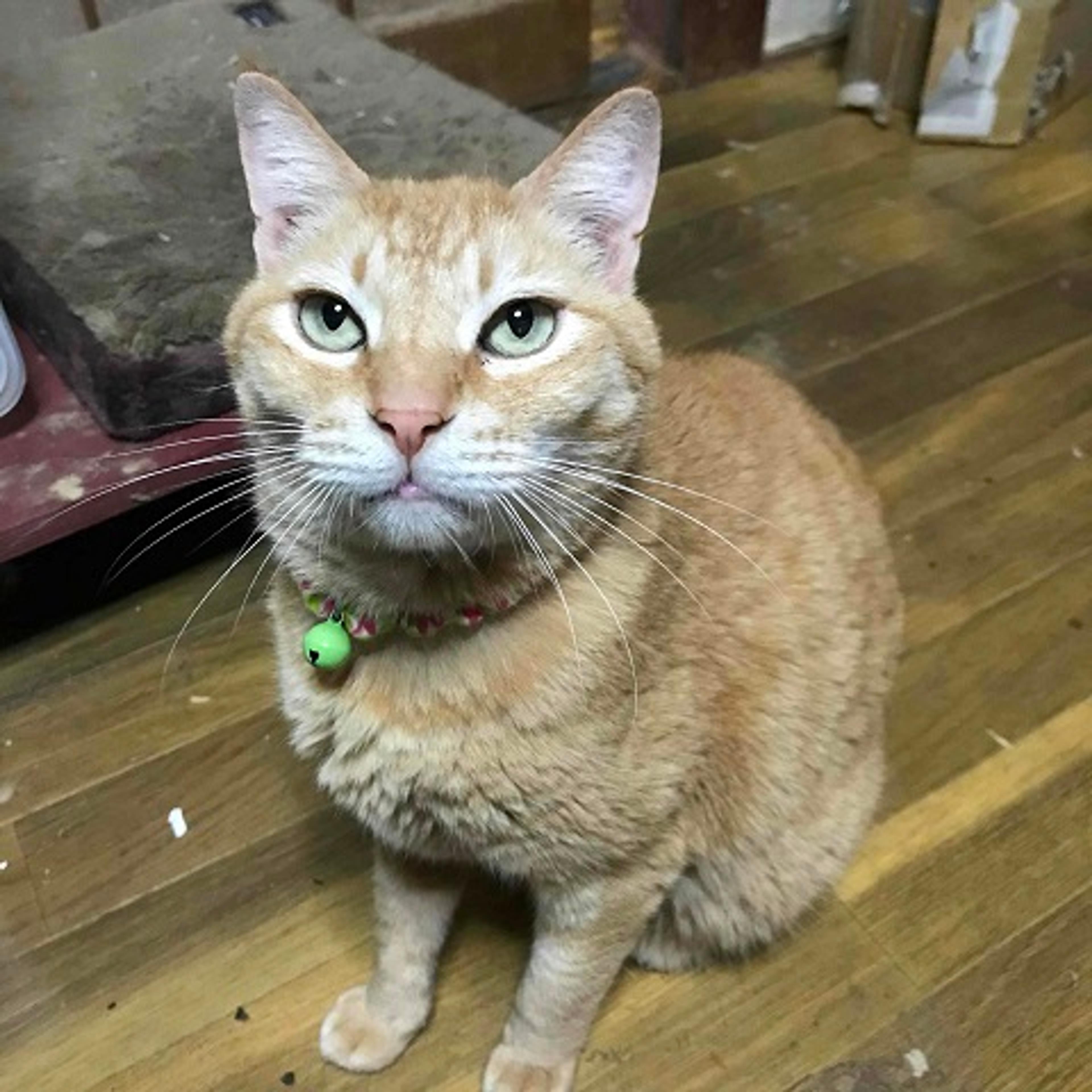 pet-image-3