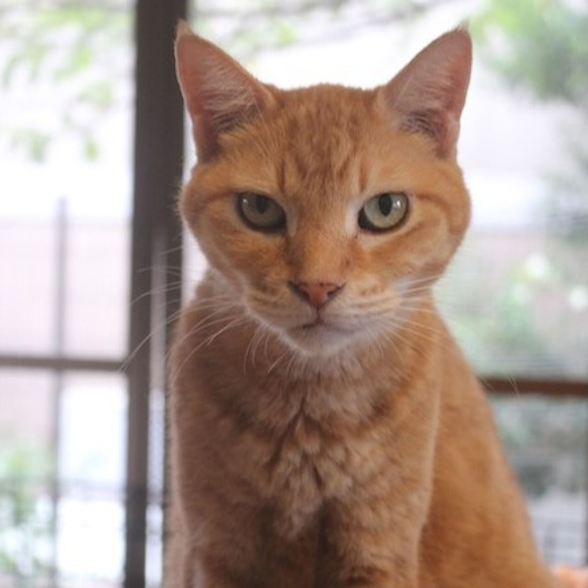 雑種（ミックス猫）・オスの里親募集の写真