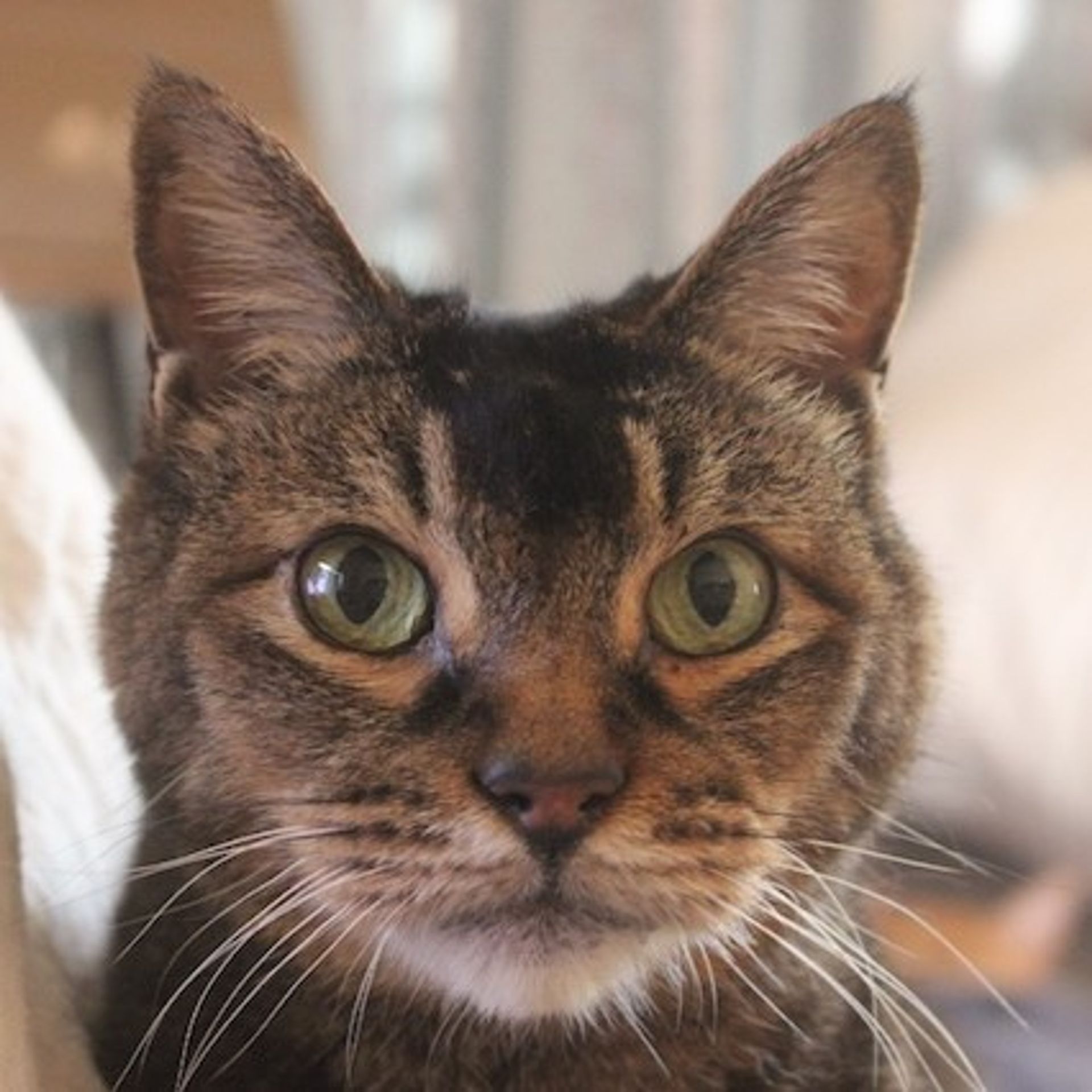 雑種（ミックス猫）・オスの里親募集の写真