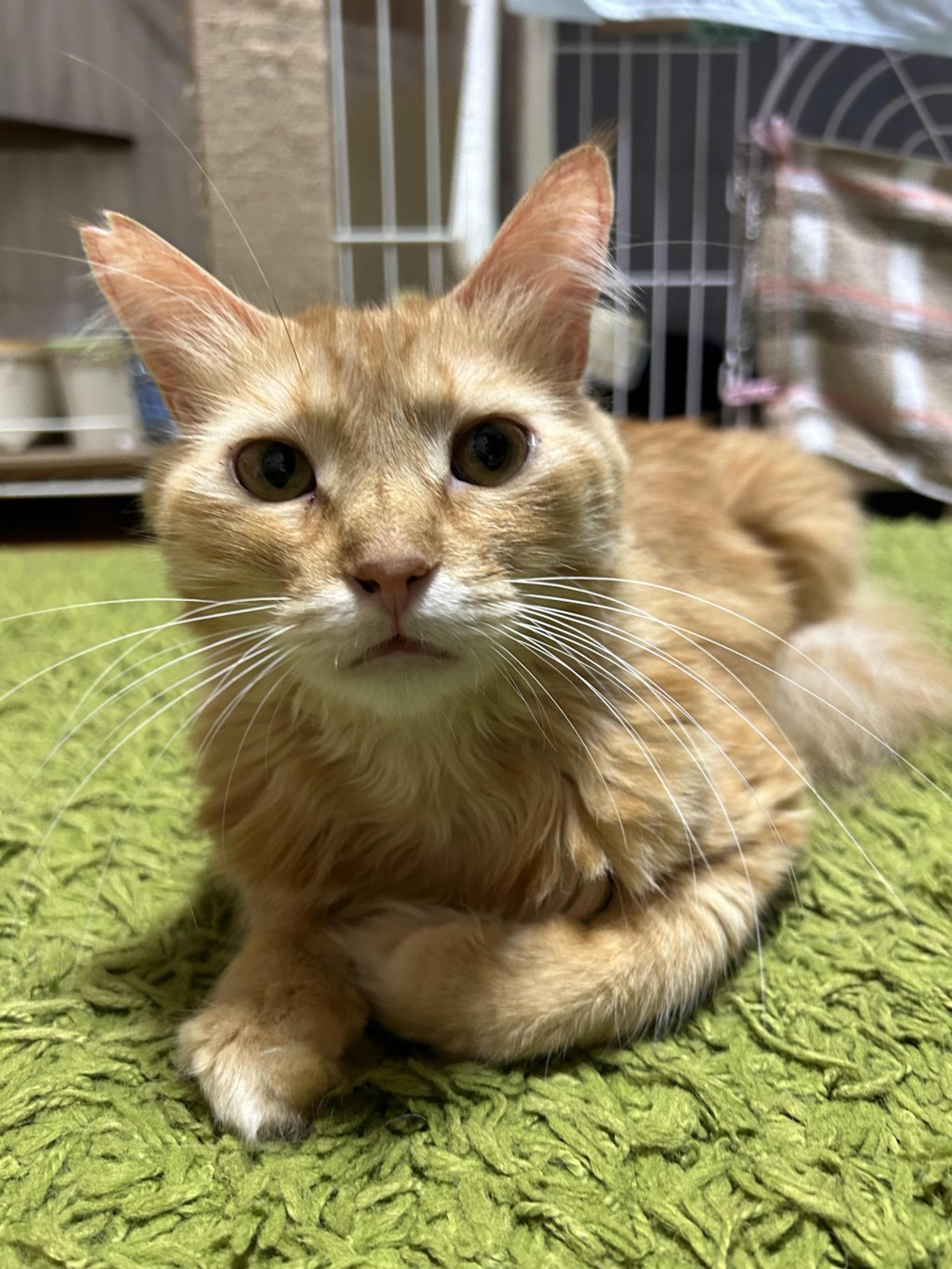 pet-image-2
