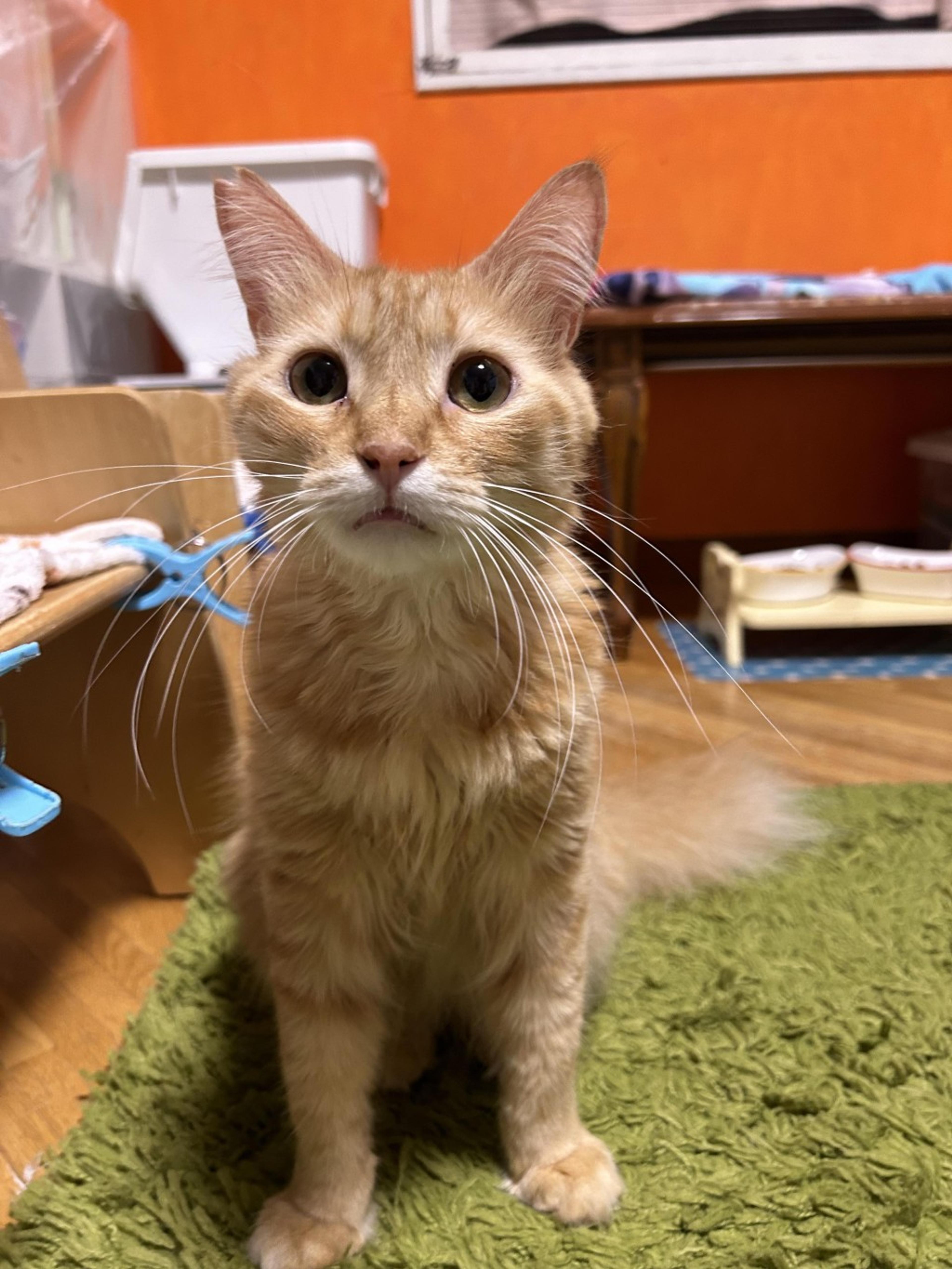pet-image-3