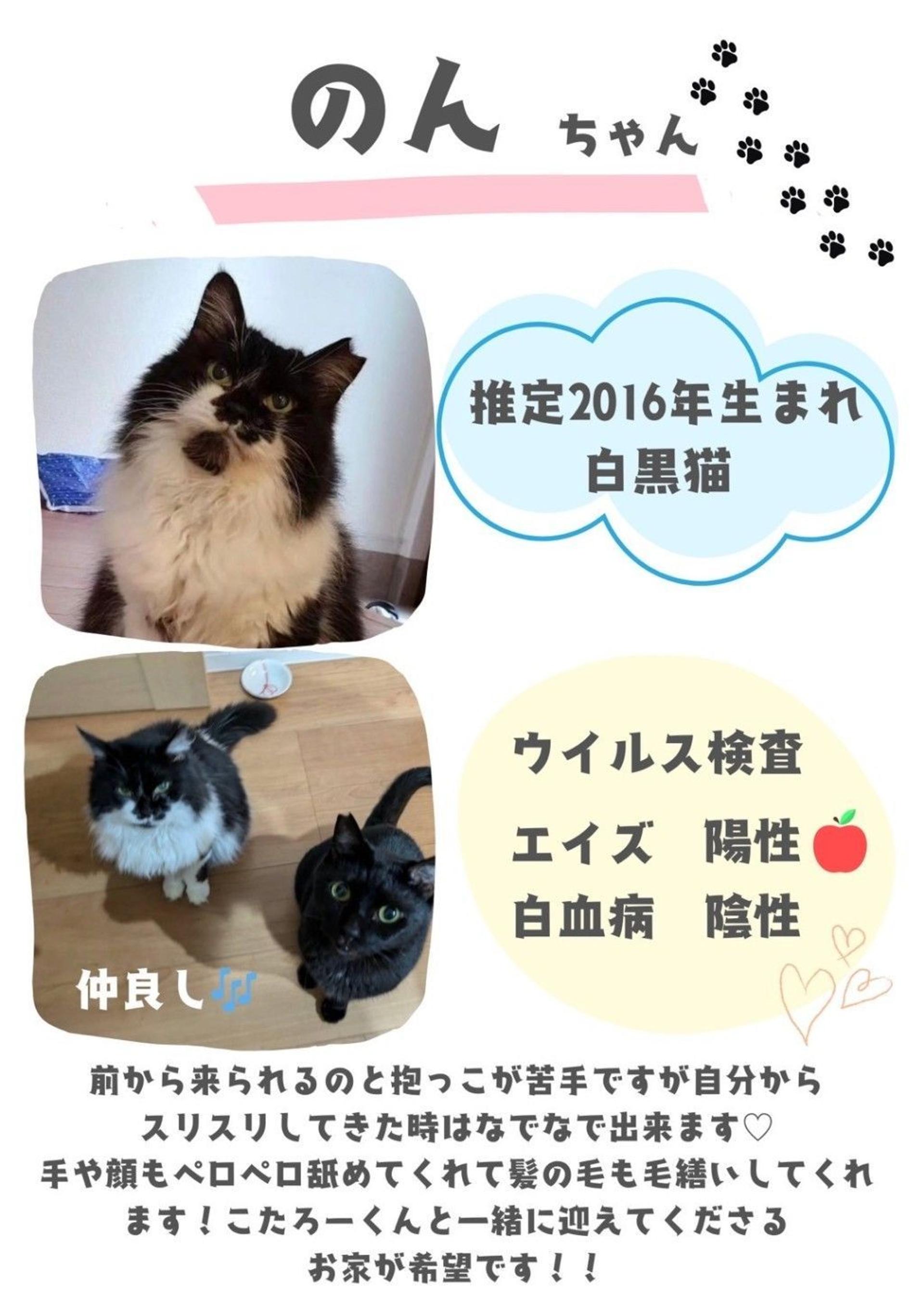 pet-image-2