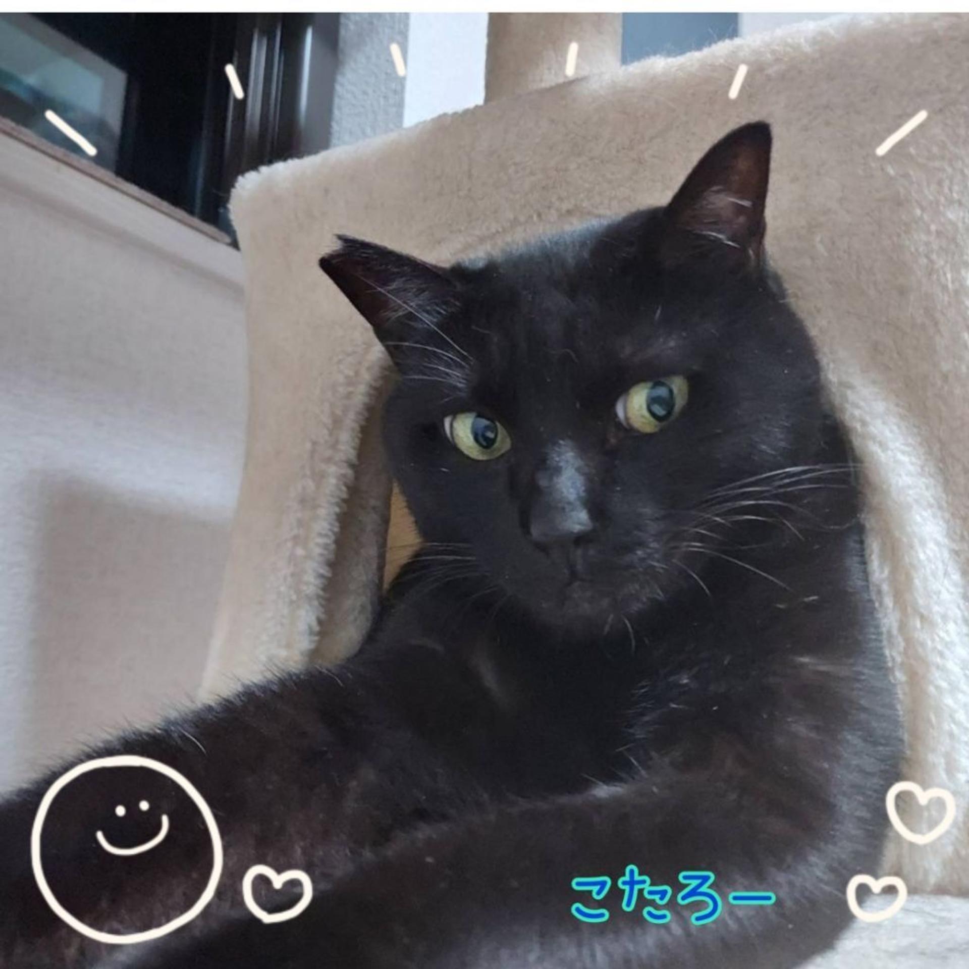 pet-image-5
