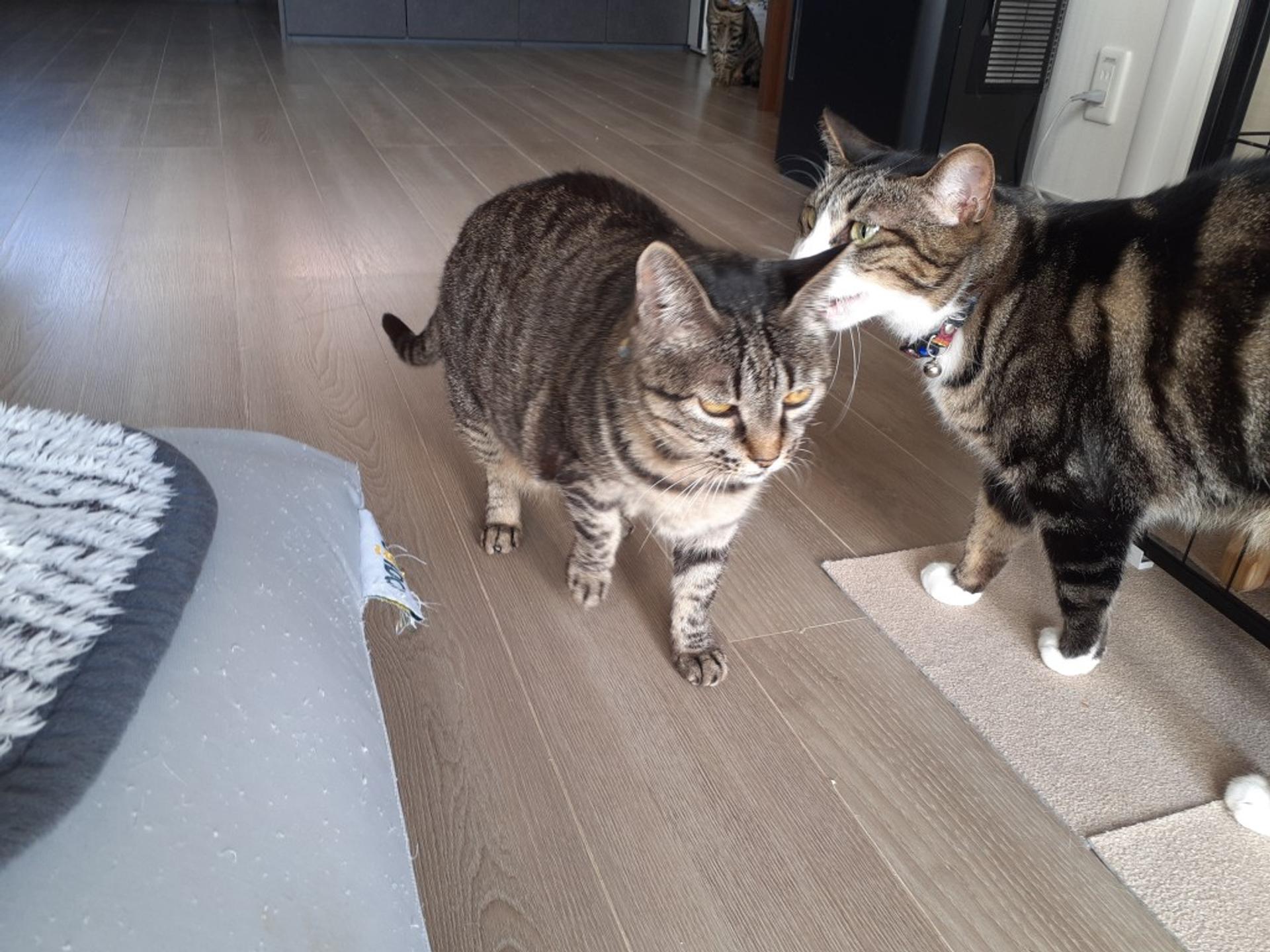 pet-image-8