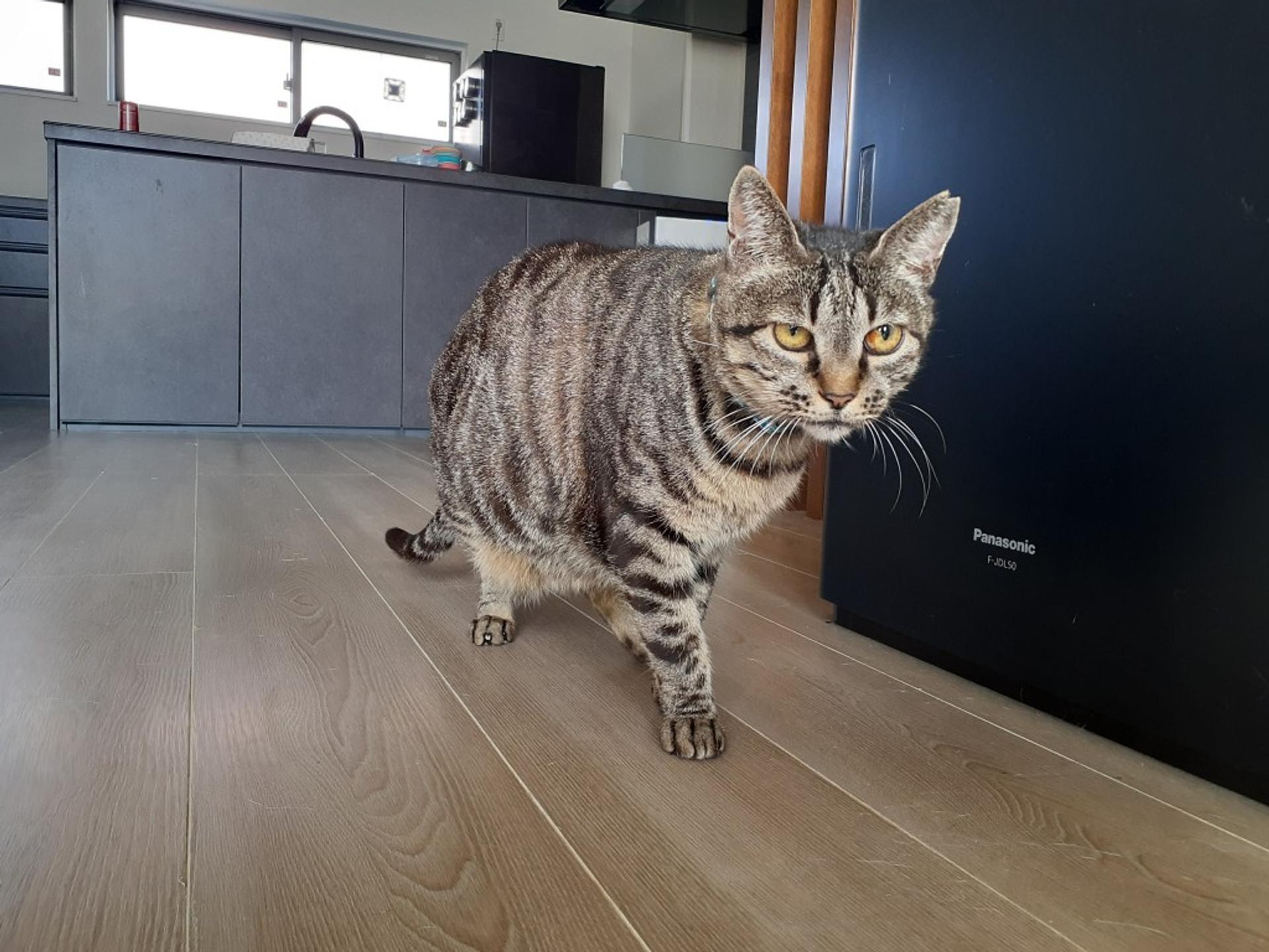 pet-image-4