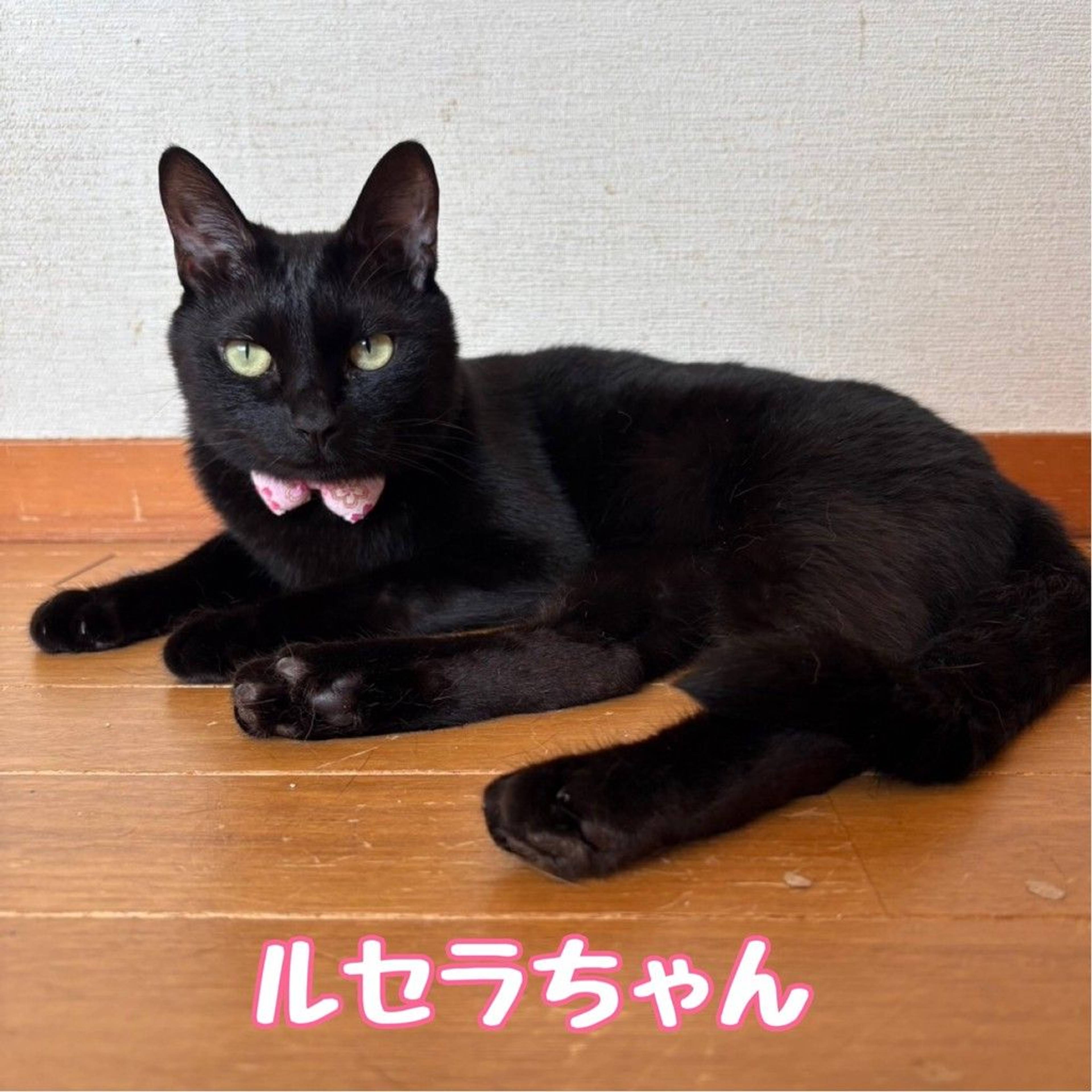 雑種（ミックス猫）・メスの里親募集の写真