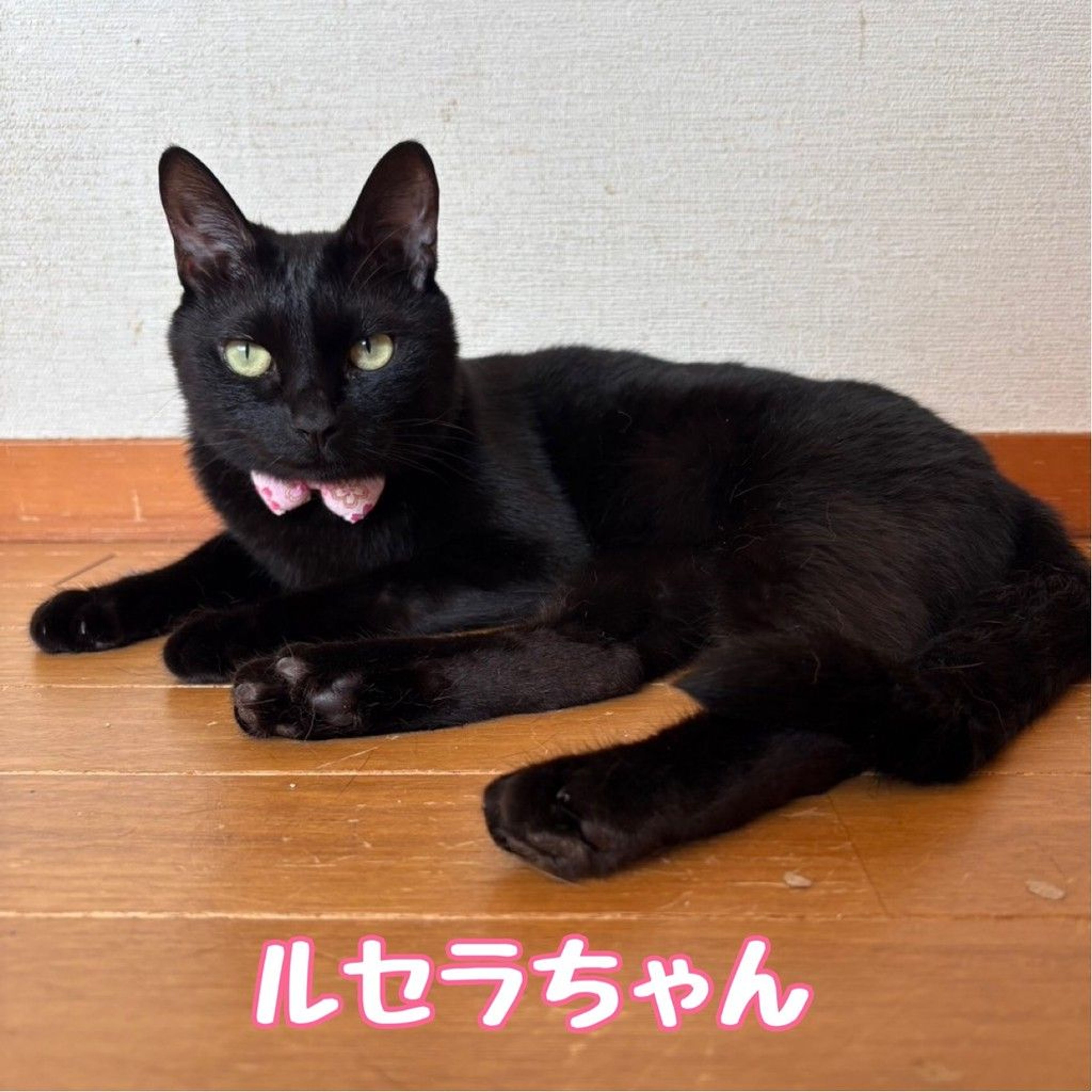 雑種（ミックス猫）・メスの里親募集の写真