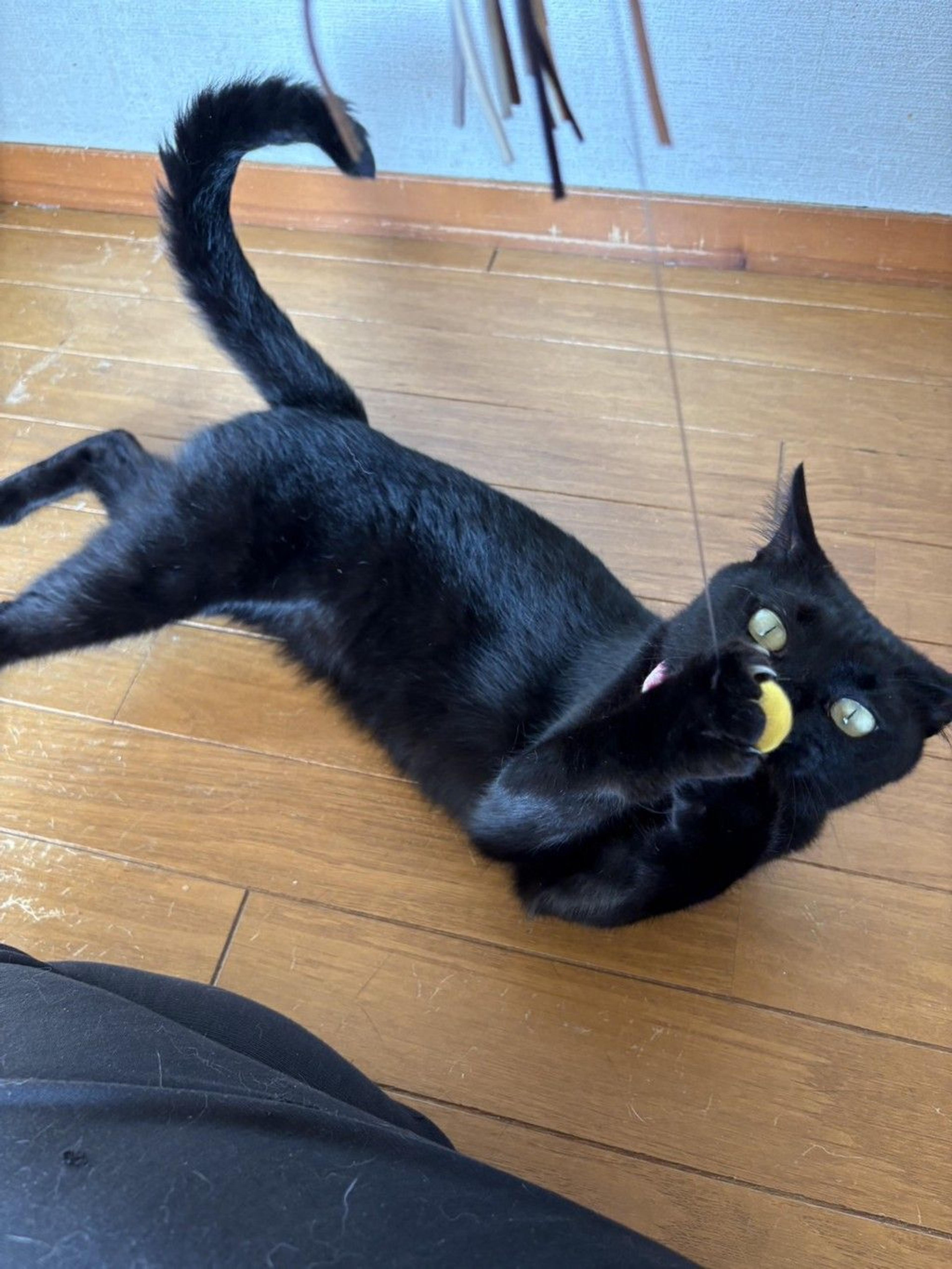 pet-image-2