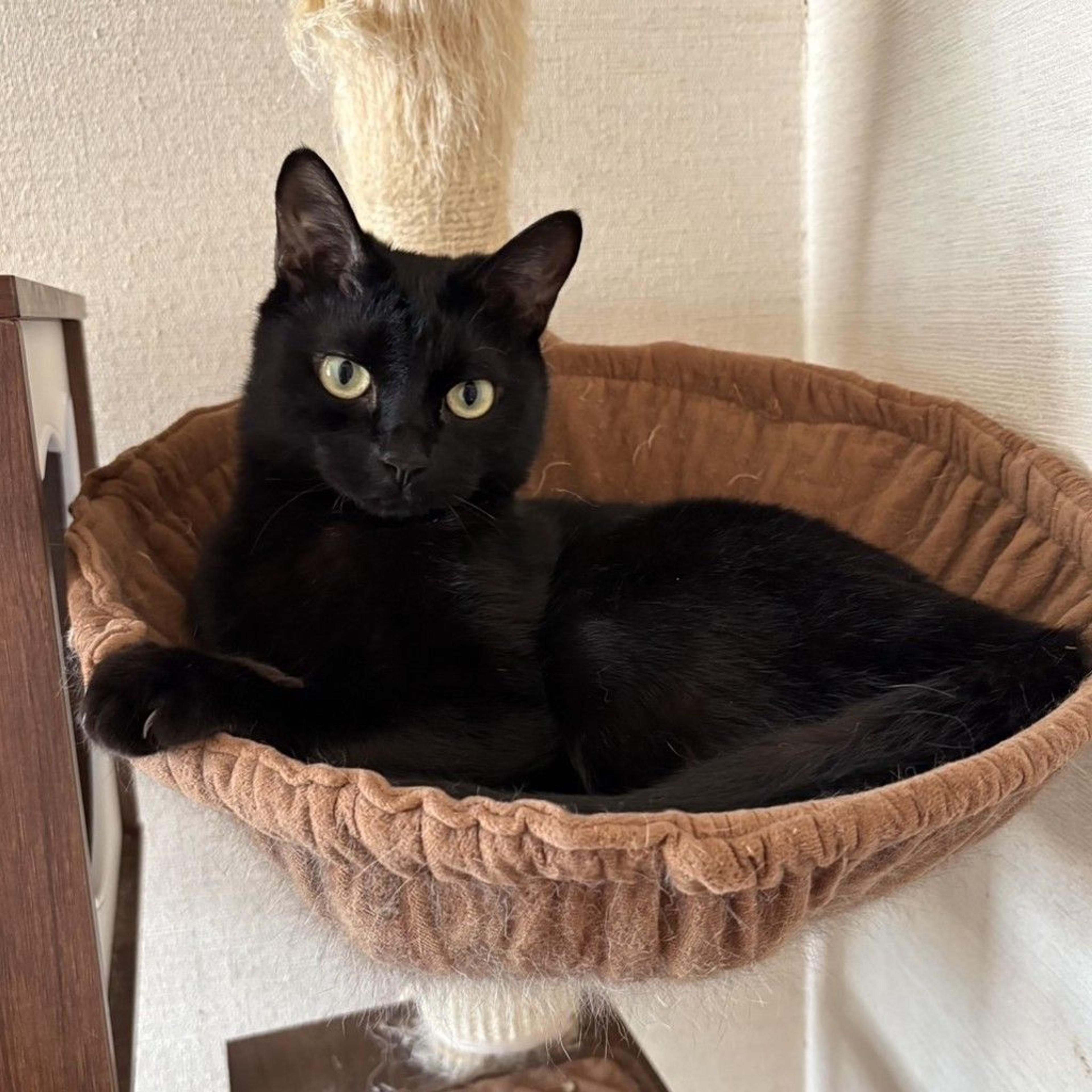 pet-image-3