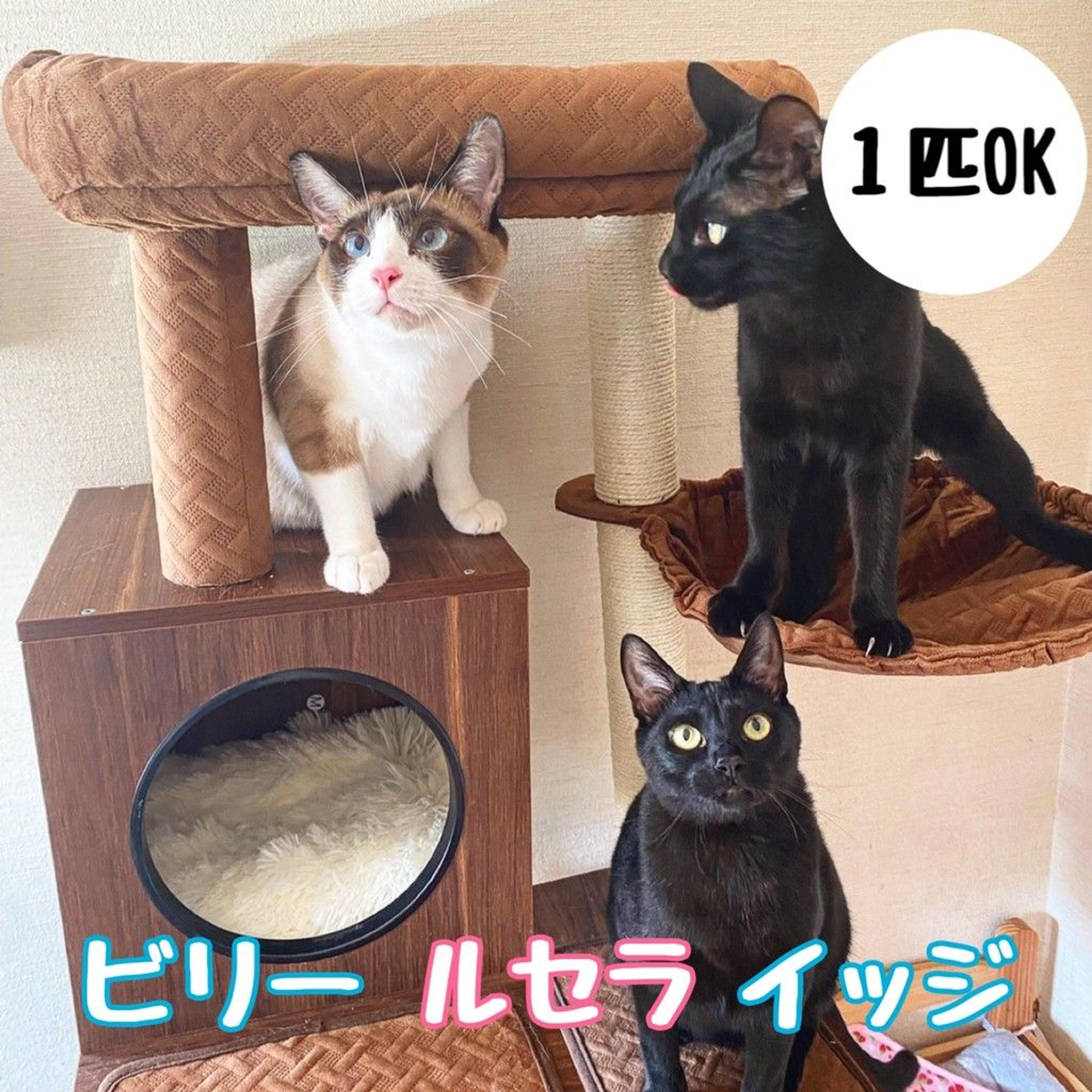 pet-image-4