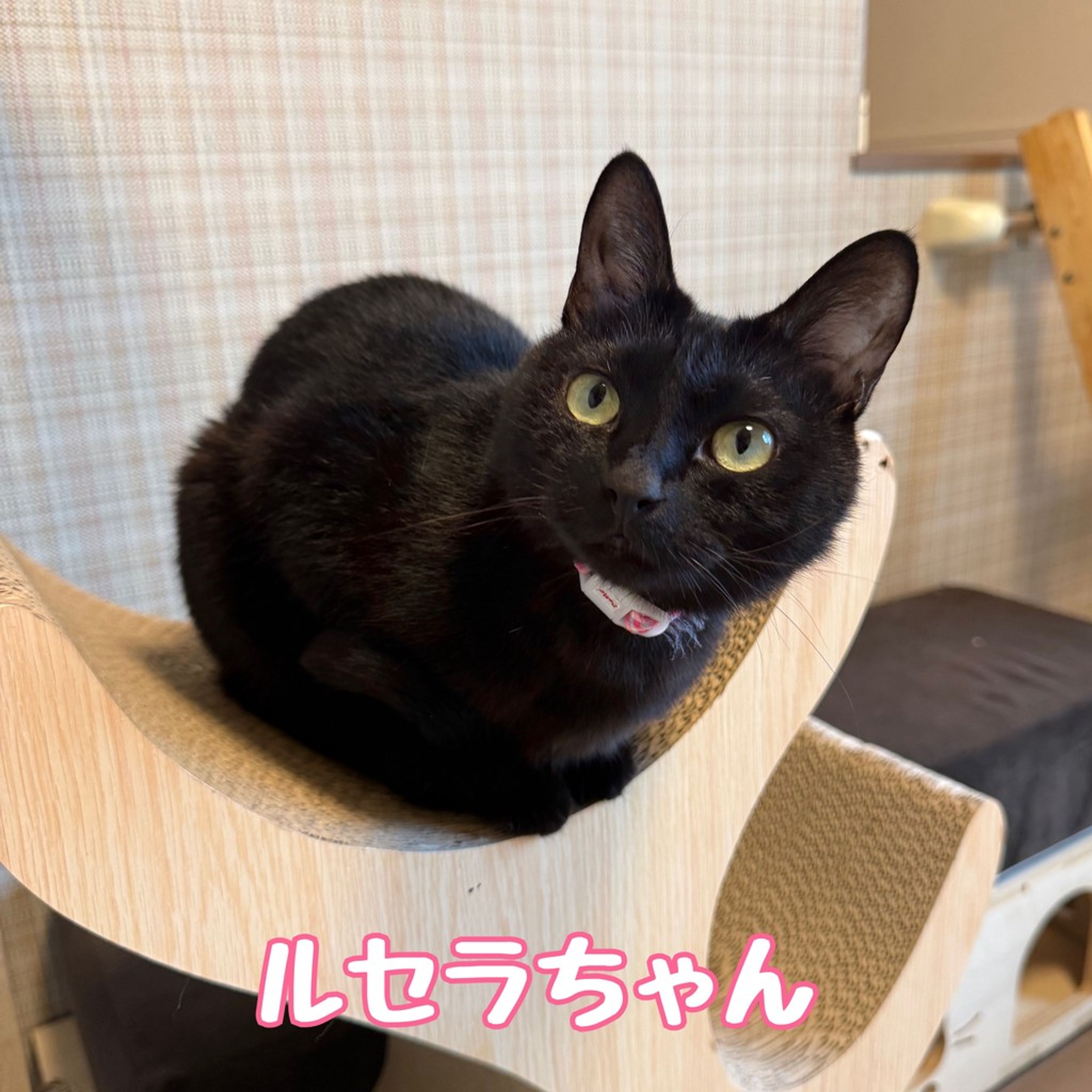 雑種（ミックス猫）・メスの里親募集の写真