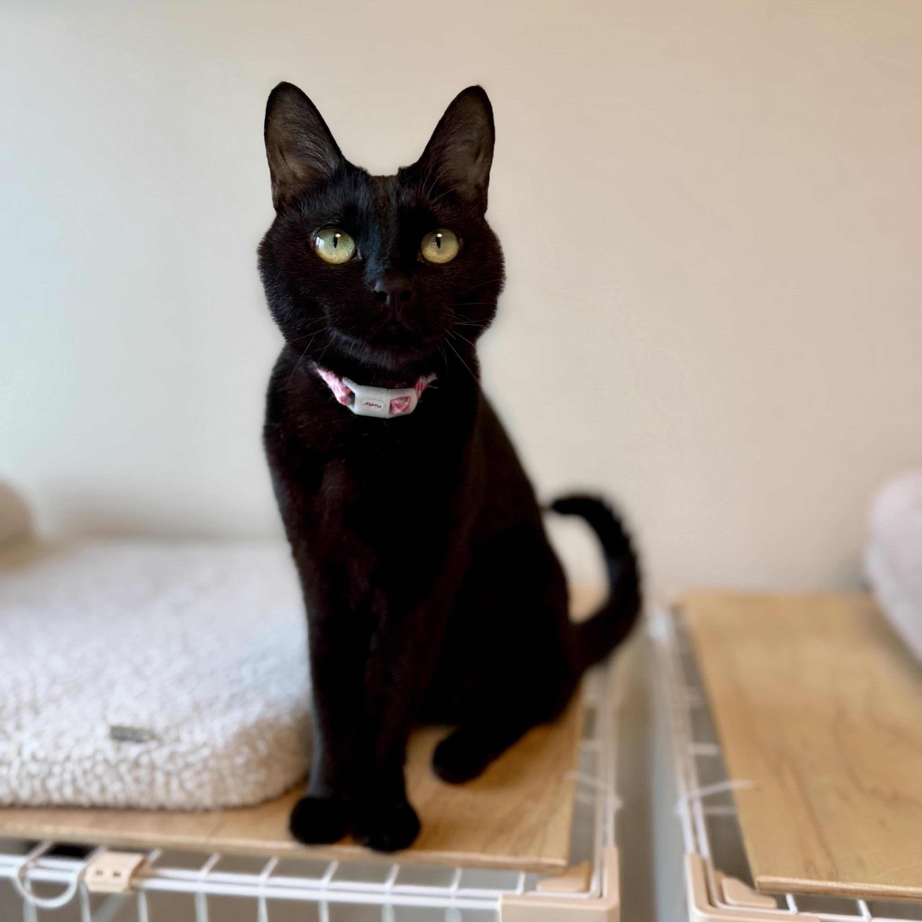 pet-image-2