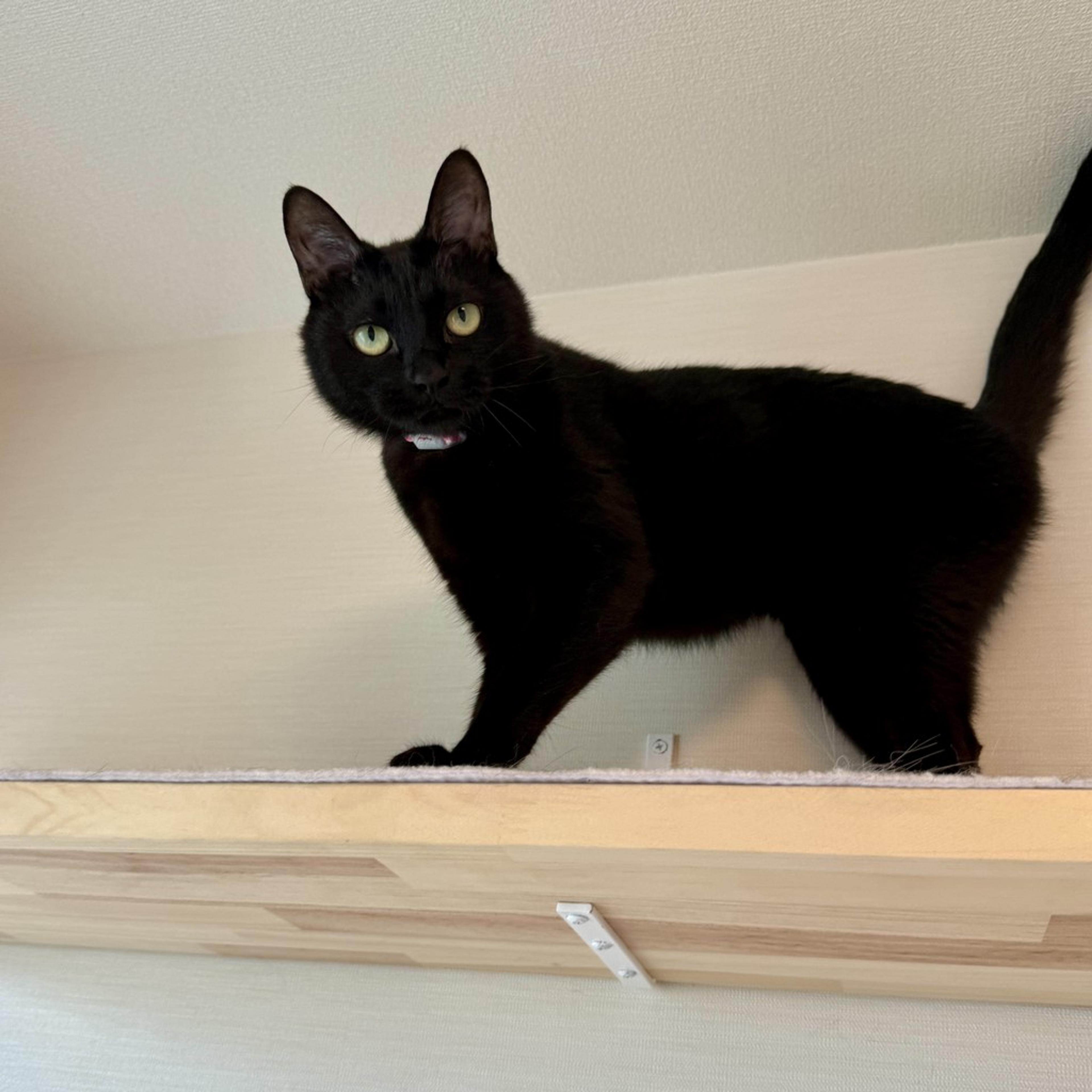pet-image-3