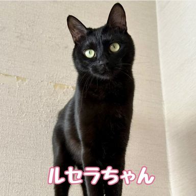 ルセラ