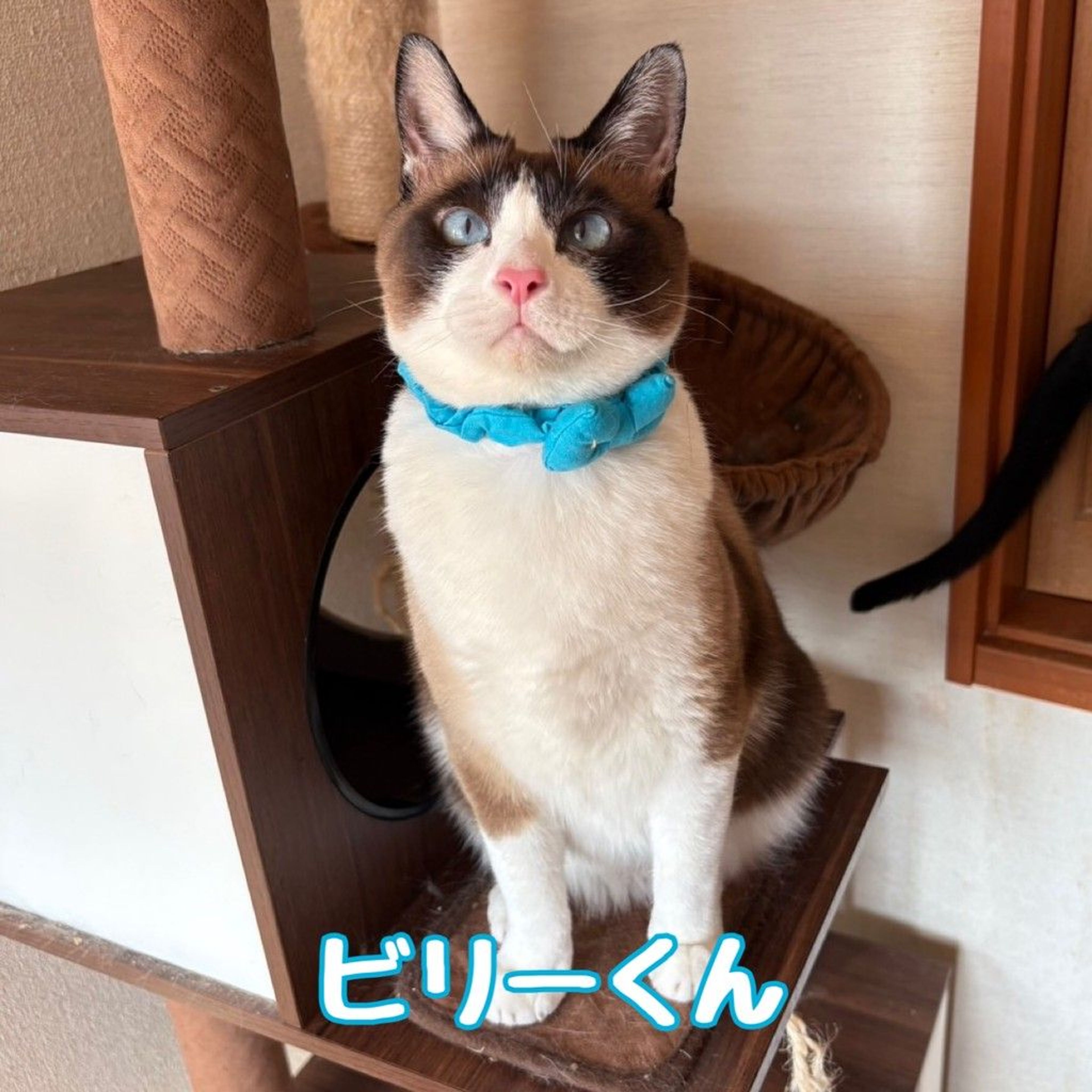 雑種（ミックス猫）・オスの里親募集の写真